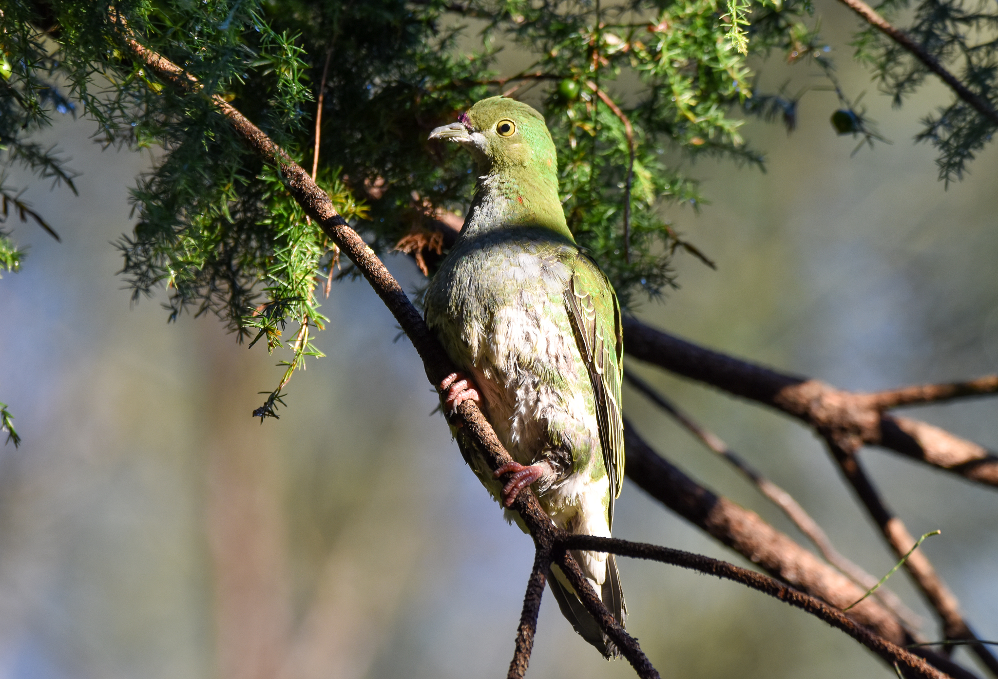 Superb Fruit-Dove