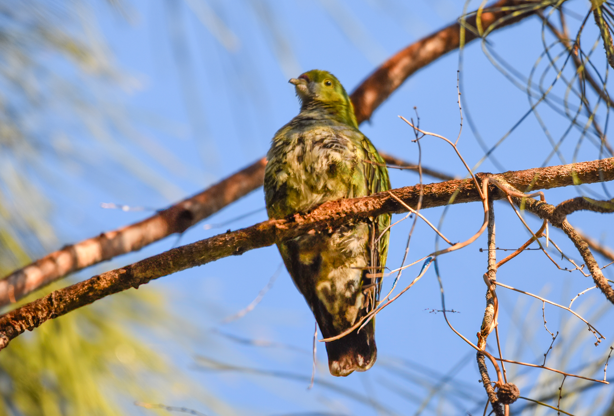 Superb Fruit-Dove