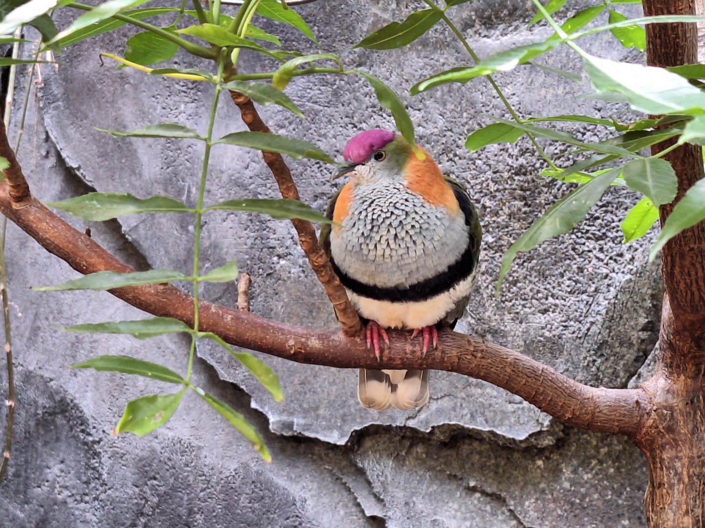Superb Fruit Dove