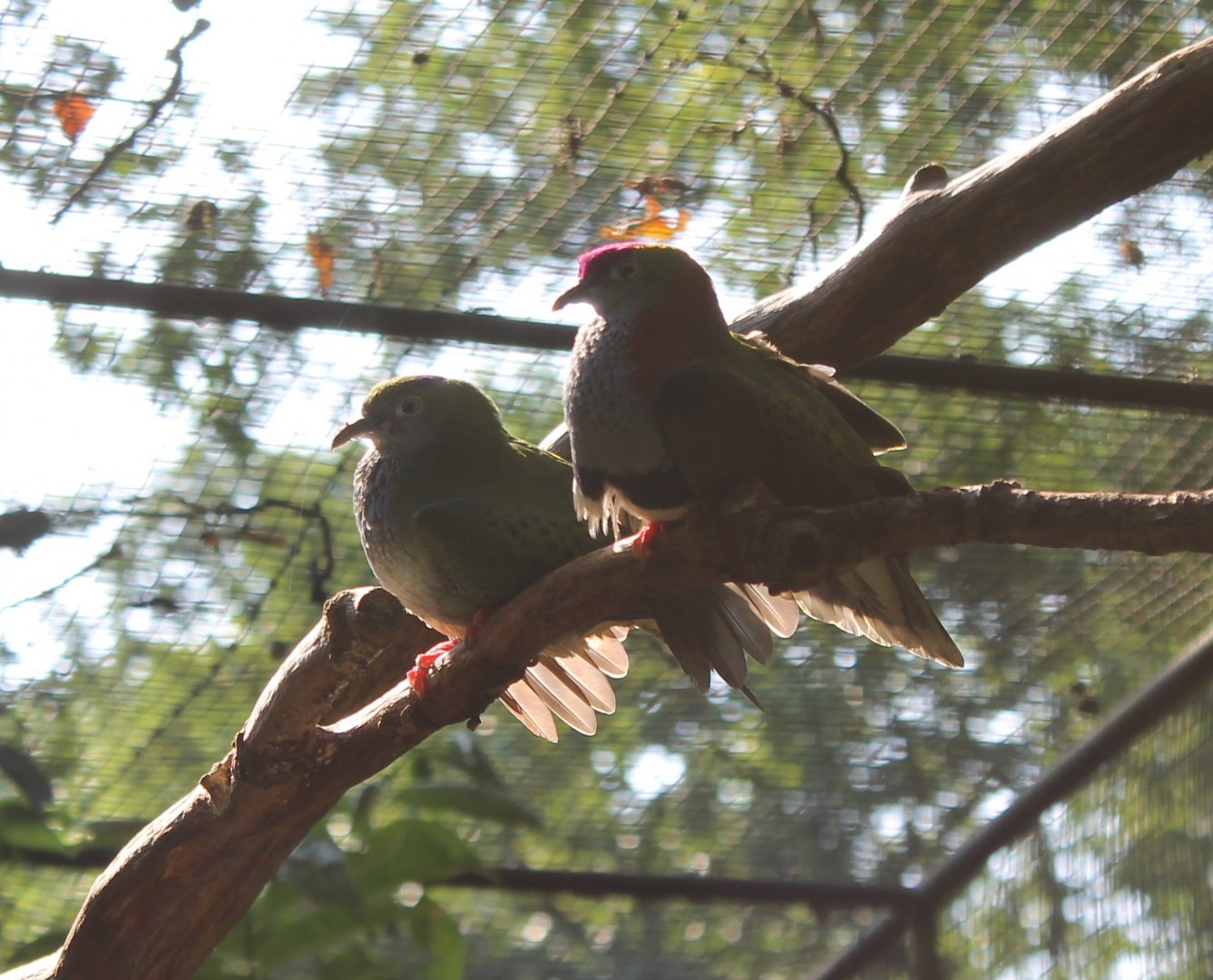 Superb fruit doves