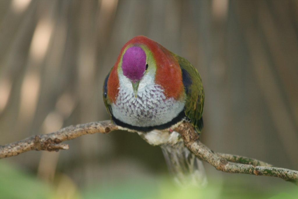 Superb Fruit Pigeon male booming