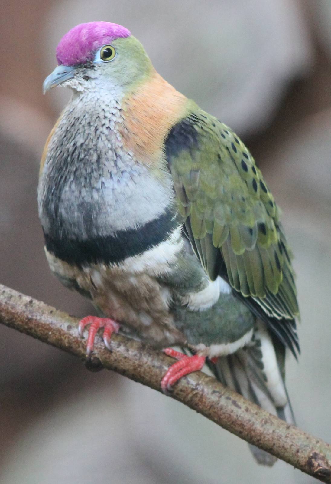 Superb fruitdove