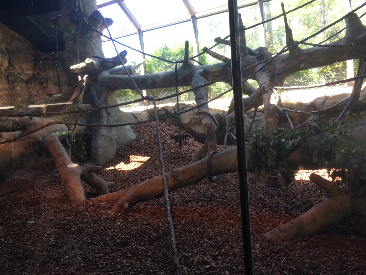 Superb Indoor Gorilla Exhibit | Cincinnati Zoo