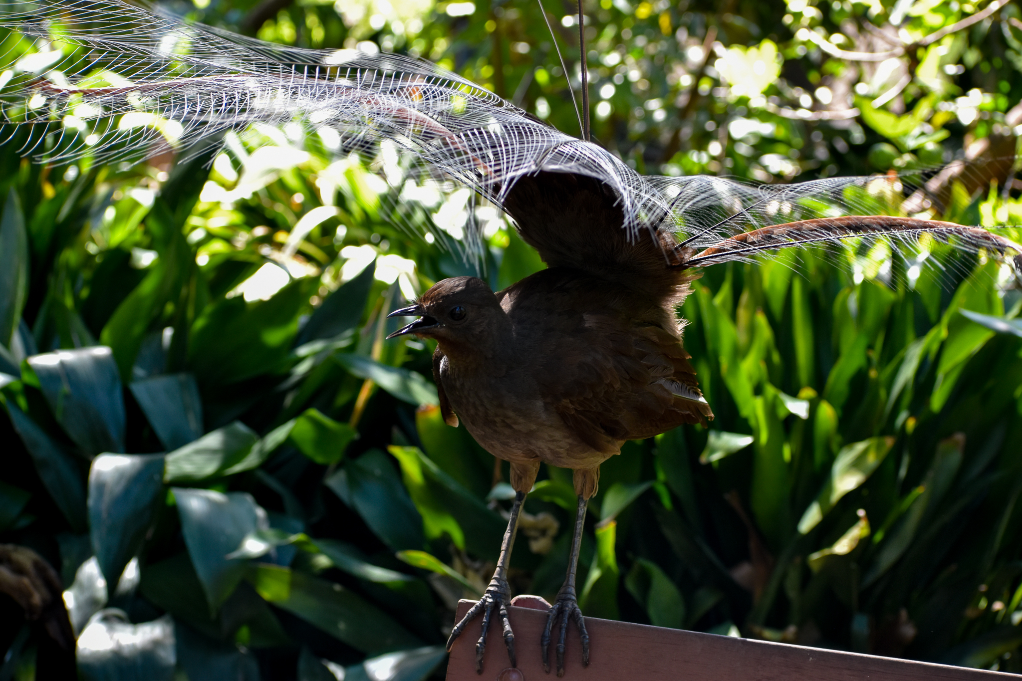 Superb Lyrebird display