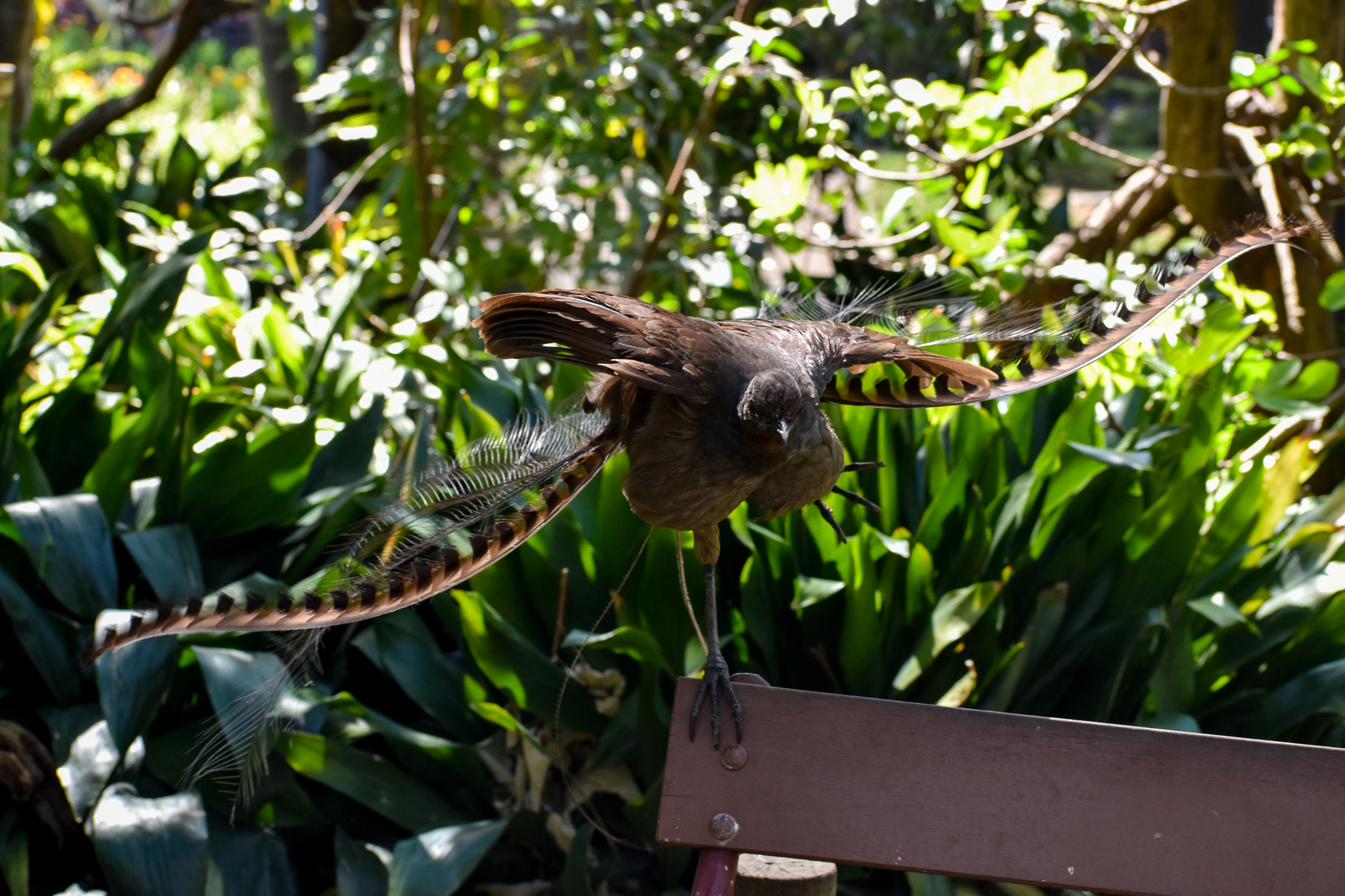 Superb Lyrebird display