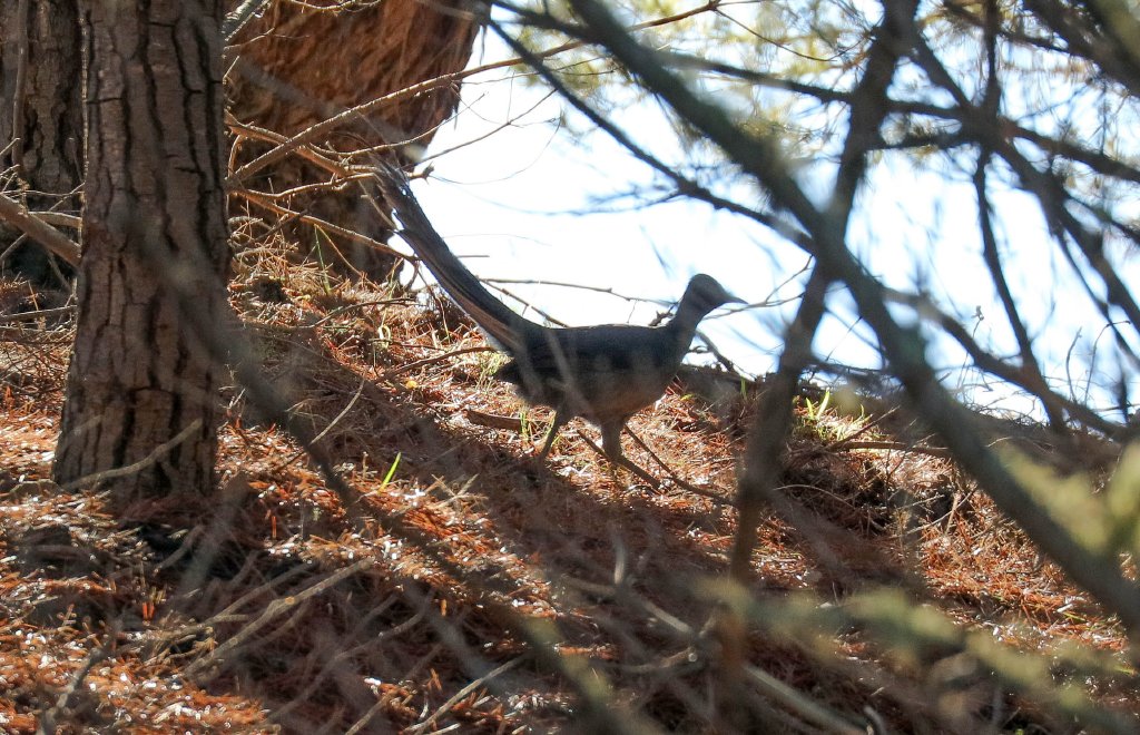 Superb Lyrebird female