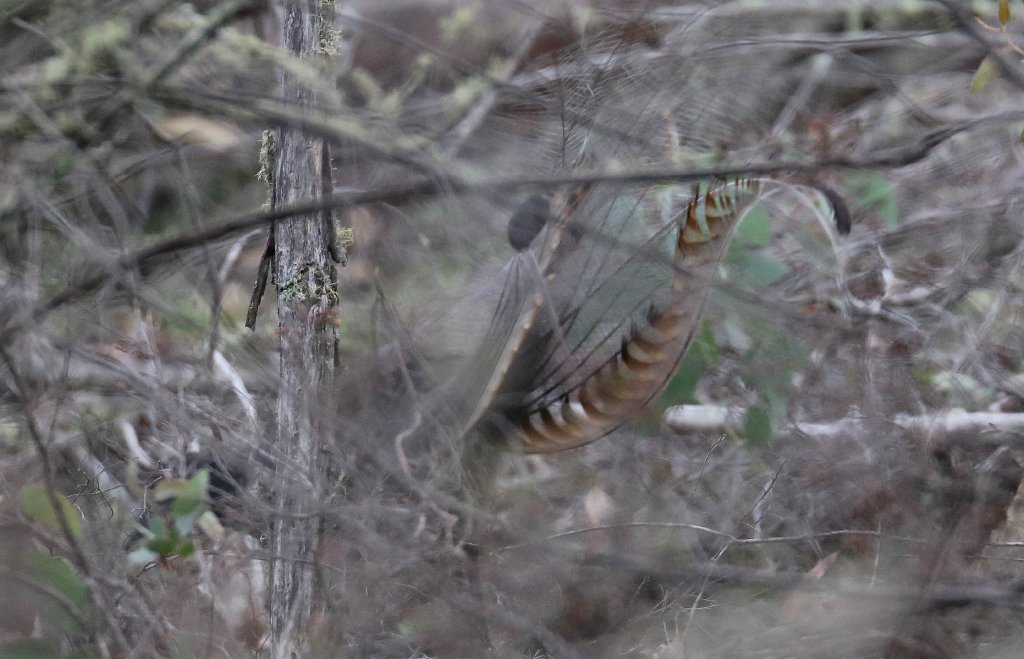 Superb Lyrebird male