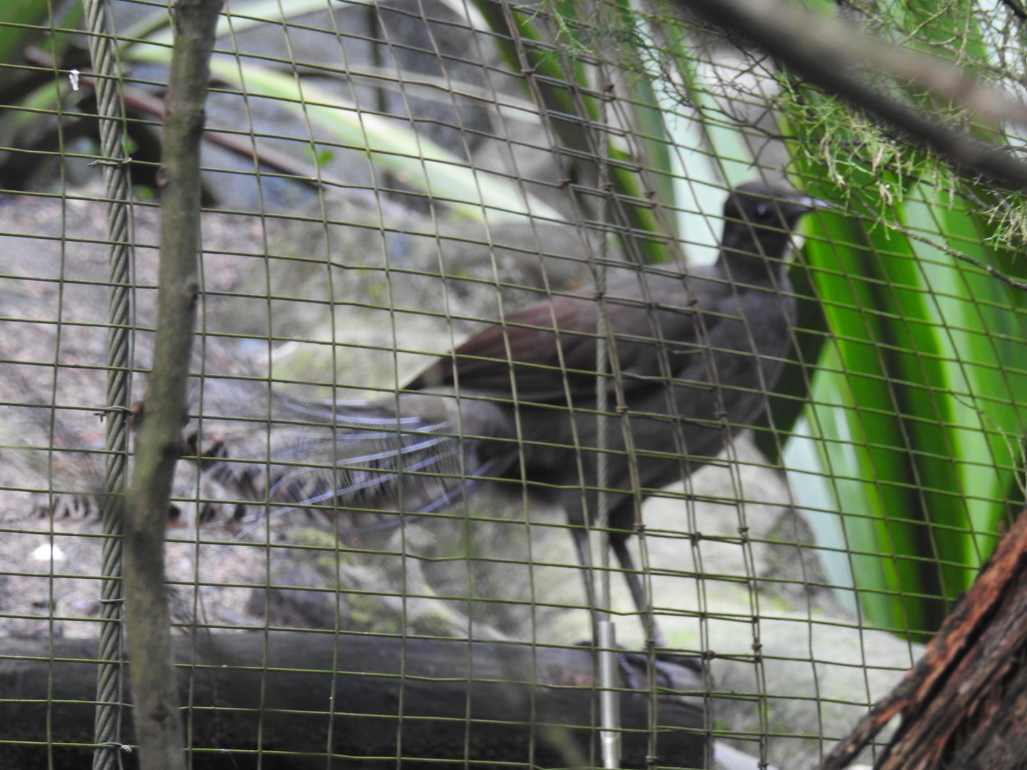 Superb Lyrebird (male)