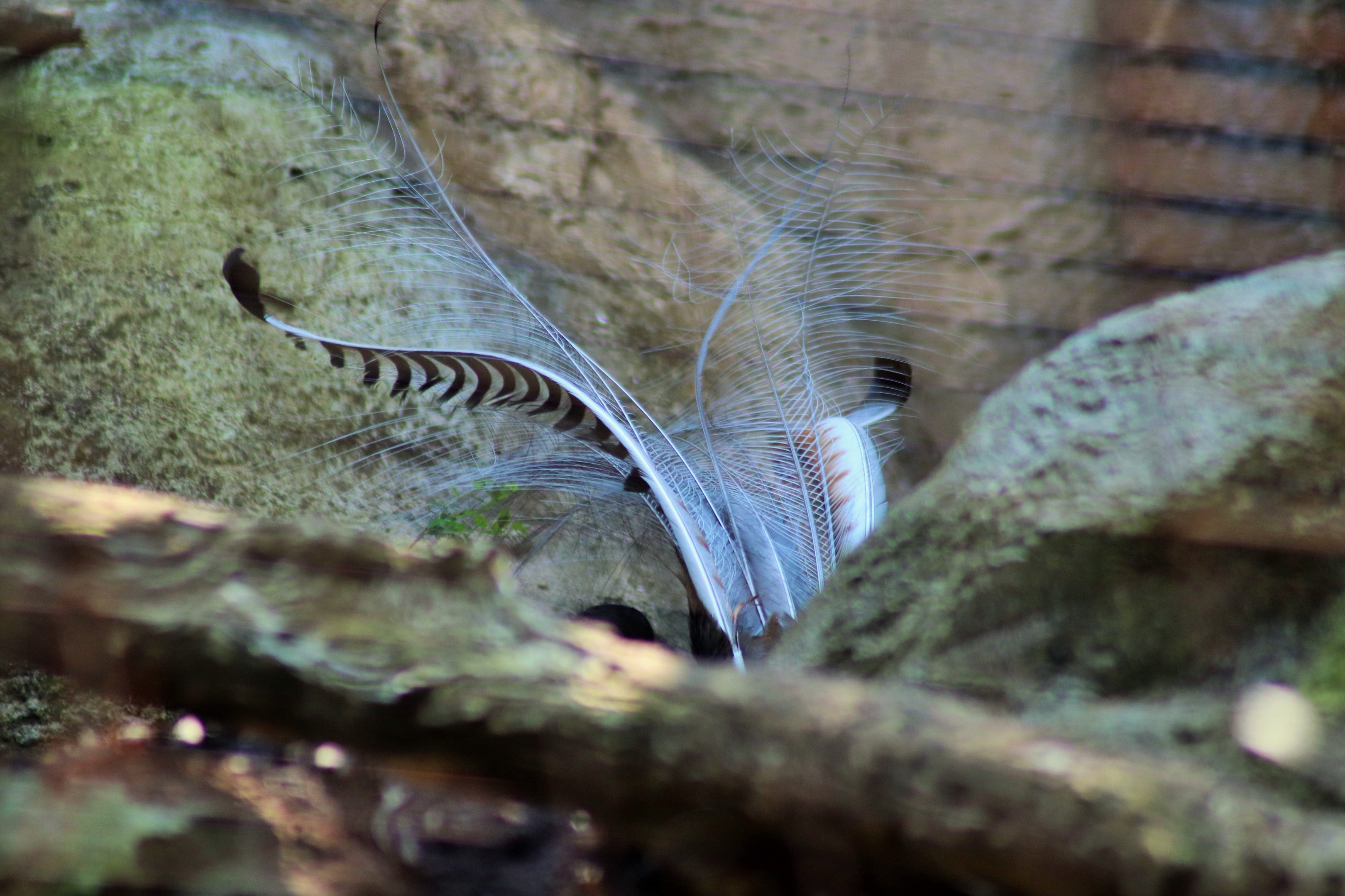 Superb Lyrebird (Menura novaehollandiae)