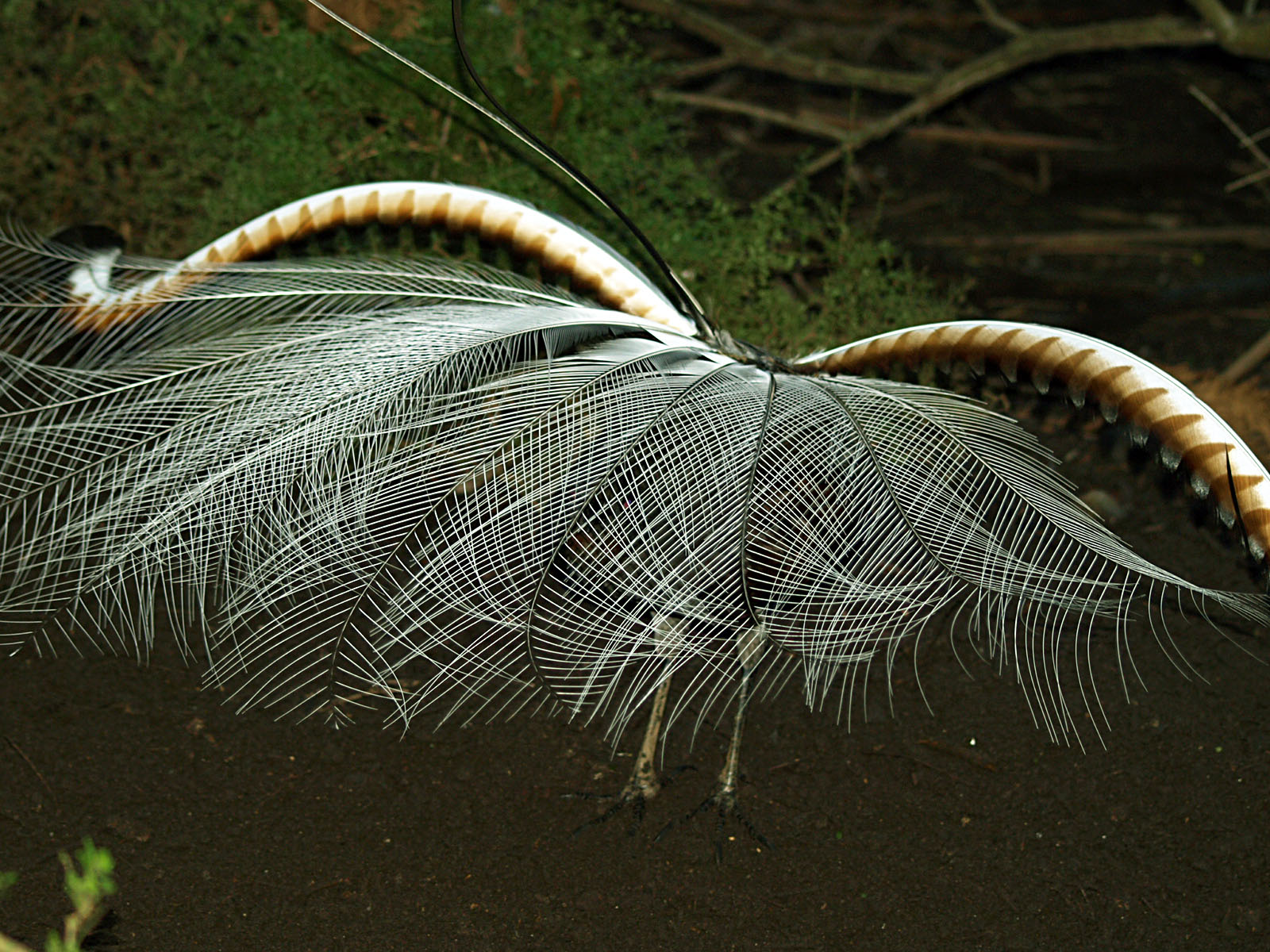 Superb lyrebird