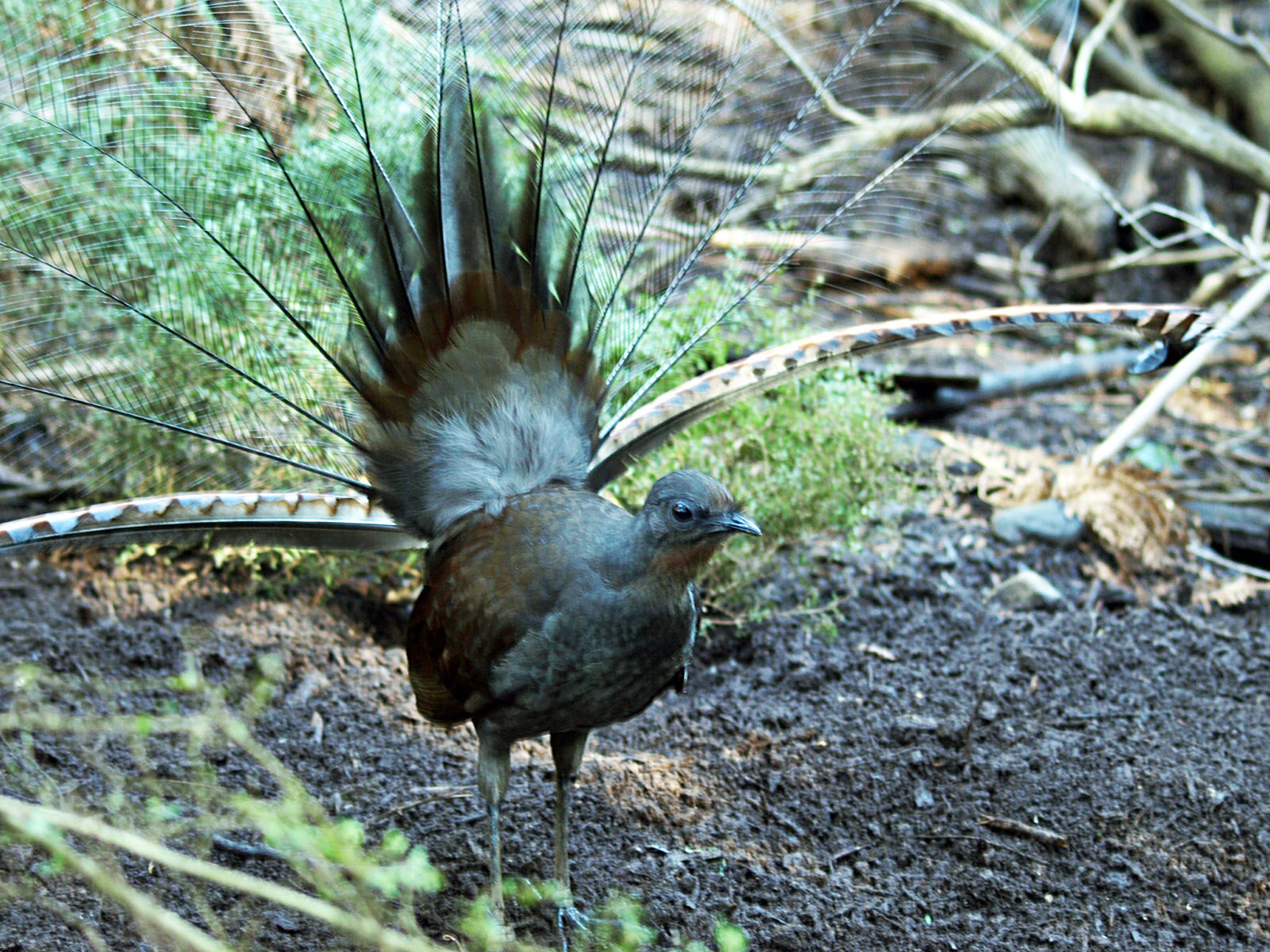 Superb lyrebird