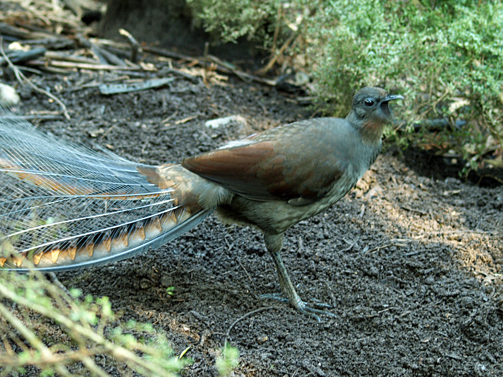 Superb lyrebird