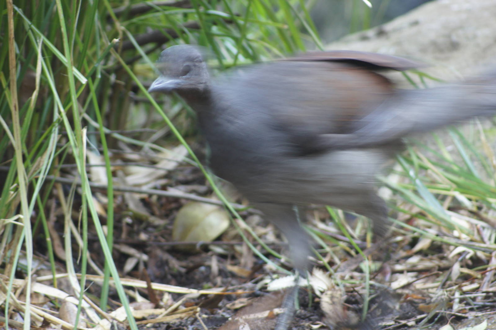 Superb Lyrebird