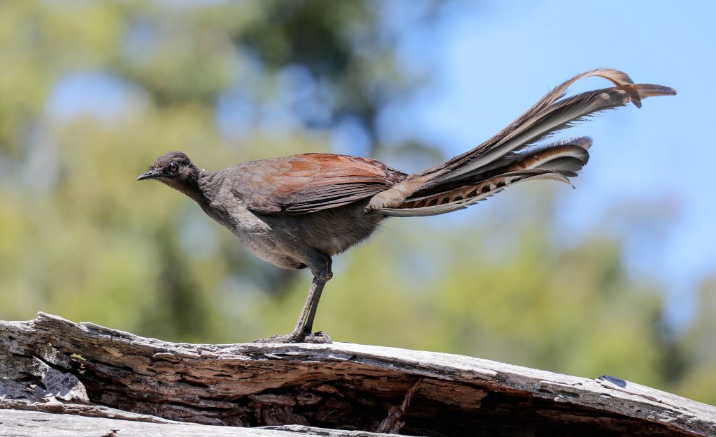 Superb Lyrebird
