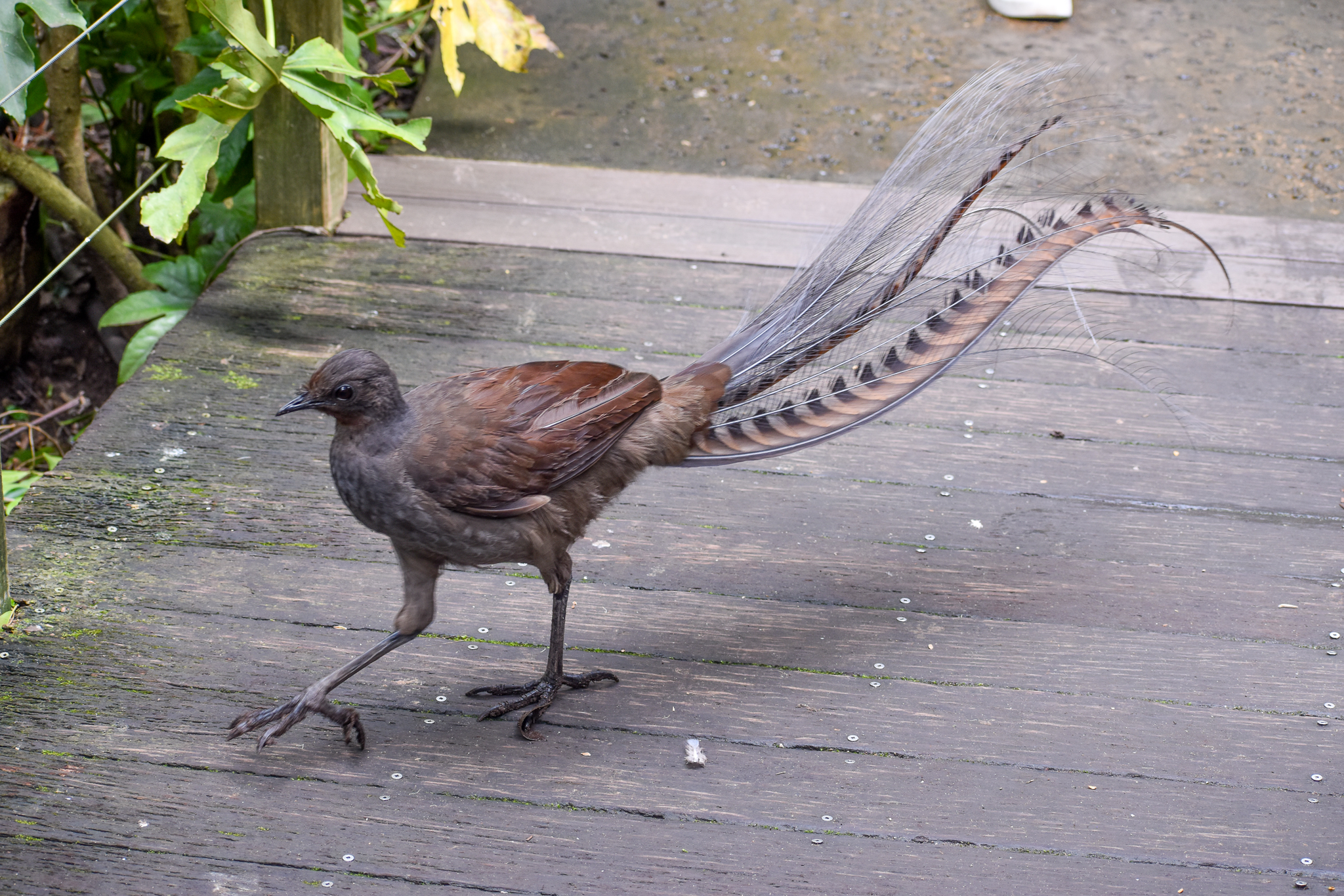 Superb Lyrebird