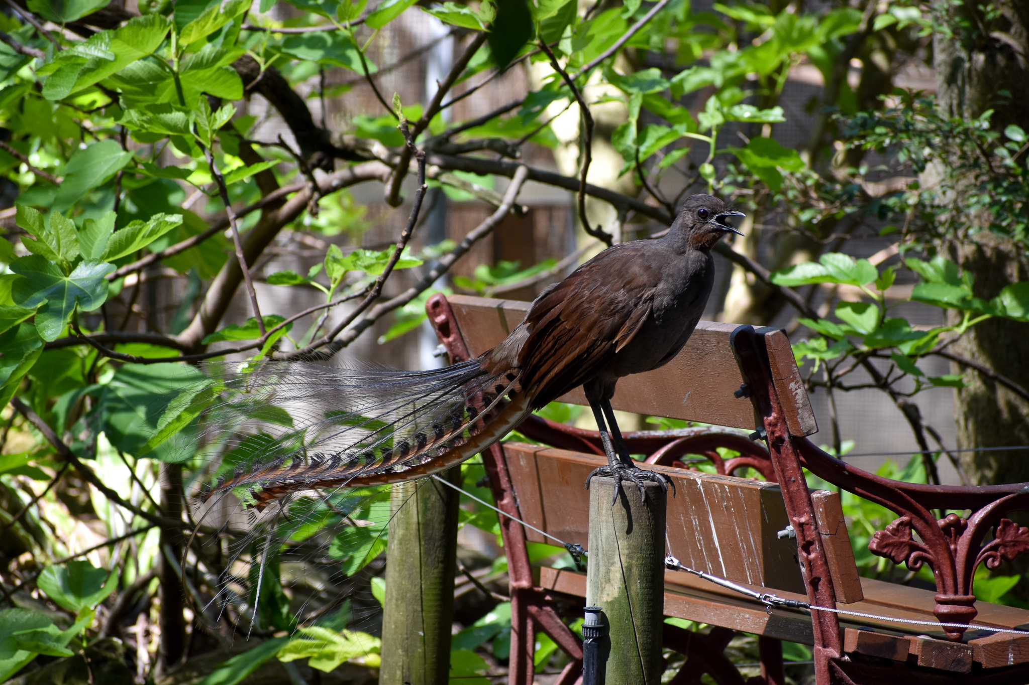Superb Lyrebird