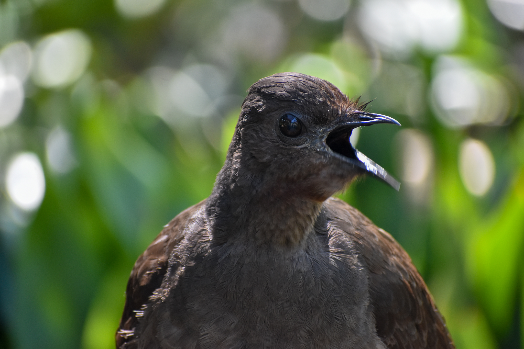 Superb Lyrebird