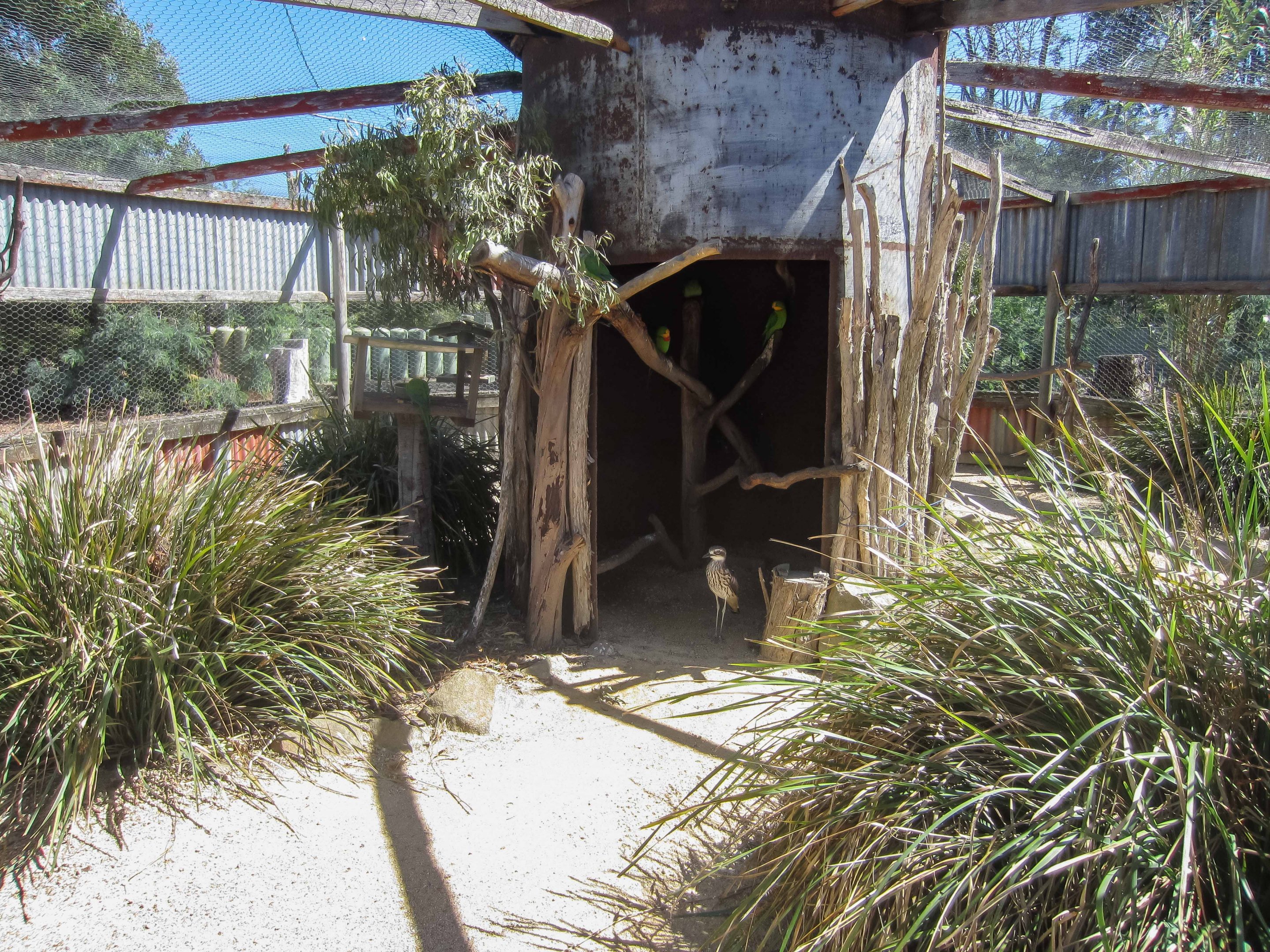 Superb Parrot and Bush Stone-curlew exhibit