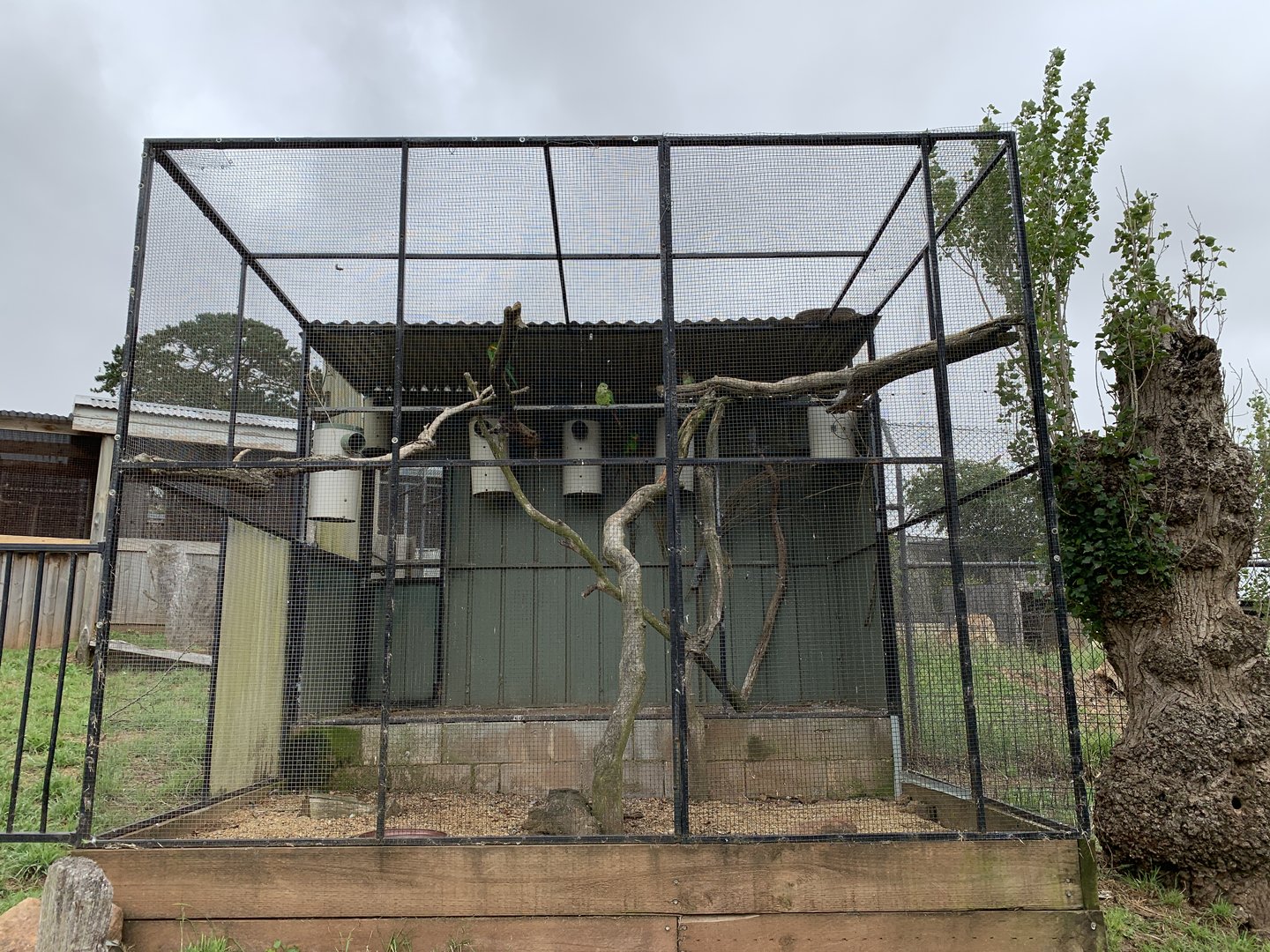 Superb Parrot Aviary