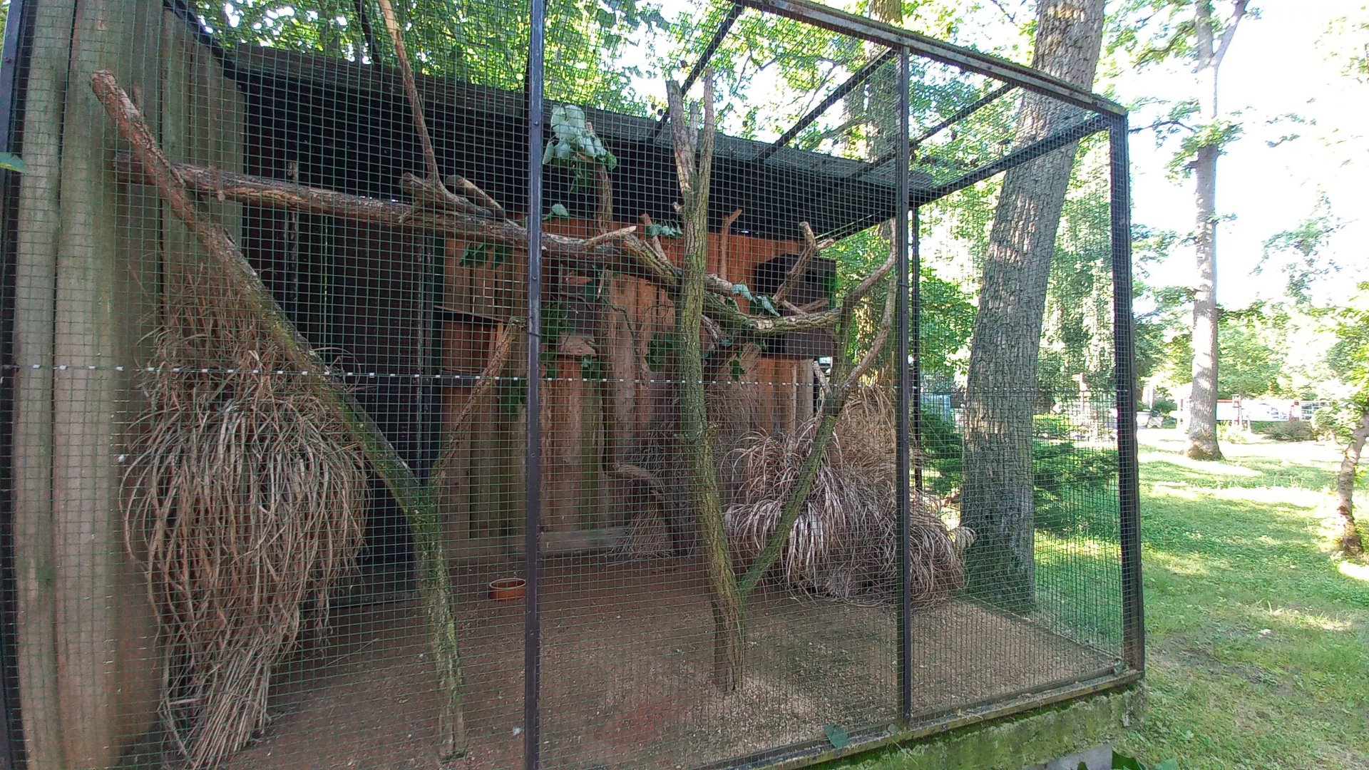 Superb parrot - aviary