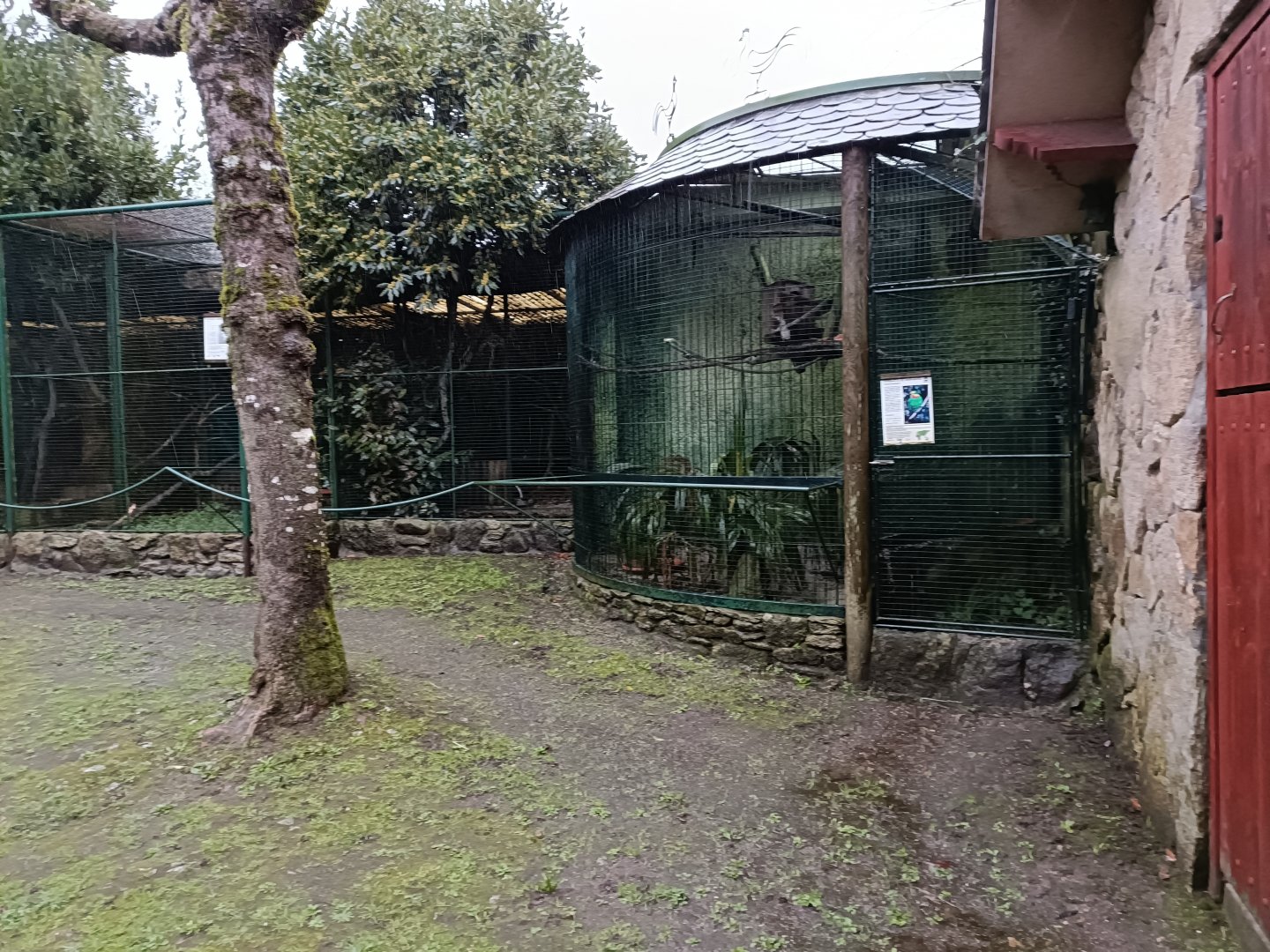 Superb parrot exhibit - Avifauna Lugo