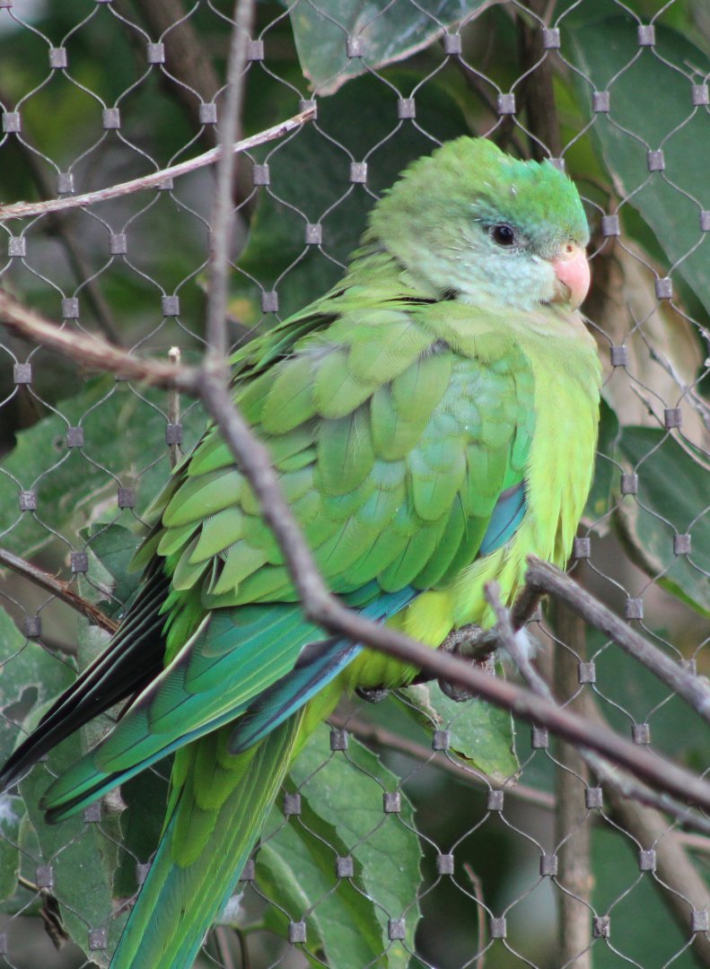 Superb parrot - female