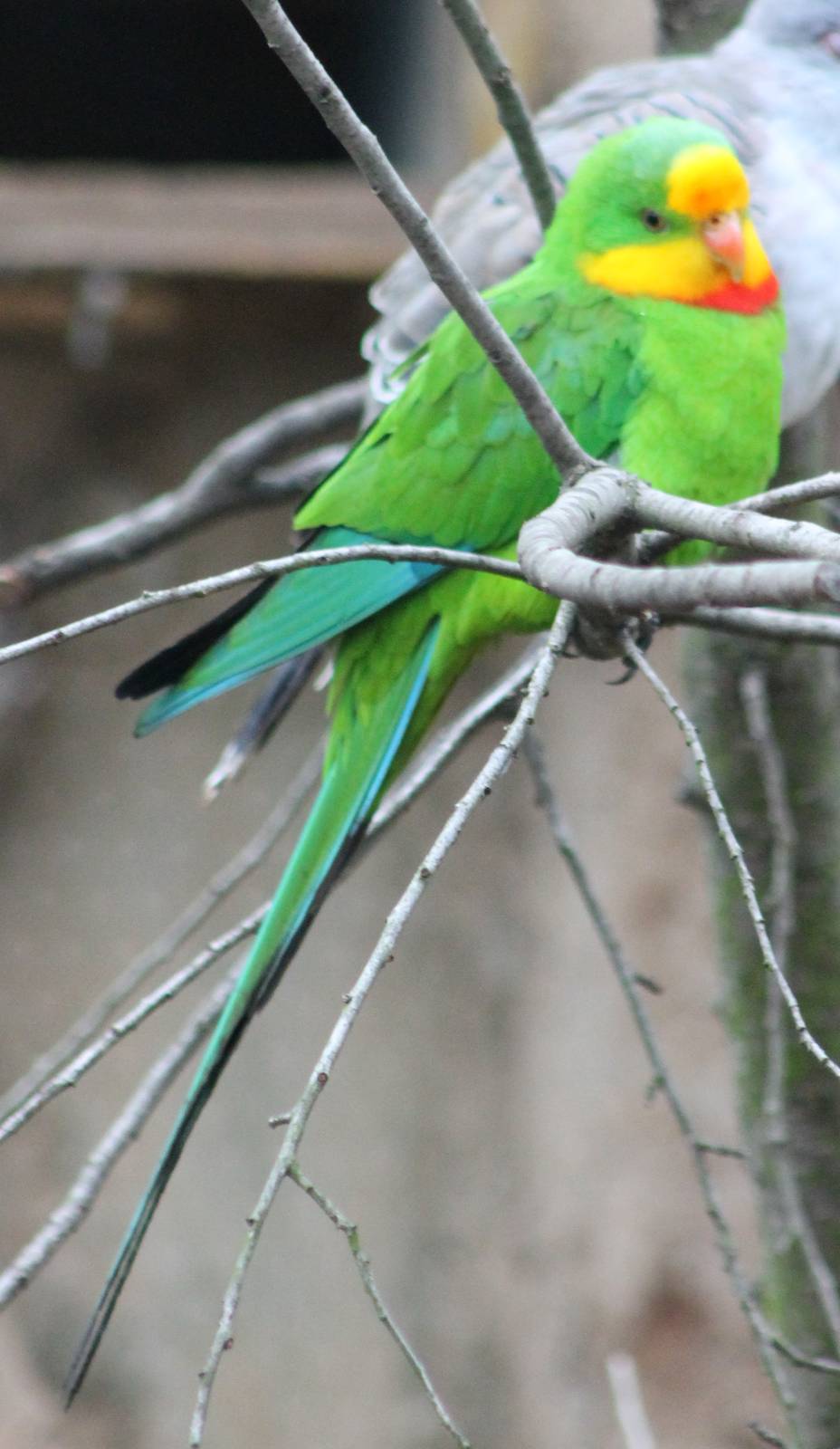 Superb parrot male