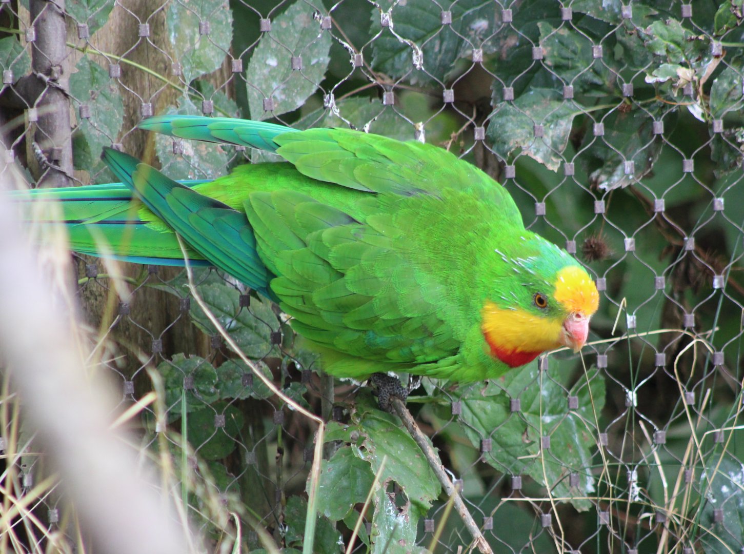Superb parrot - male