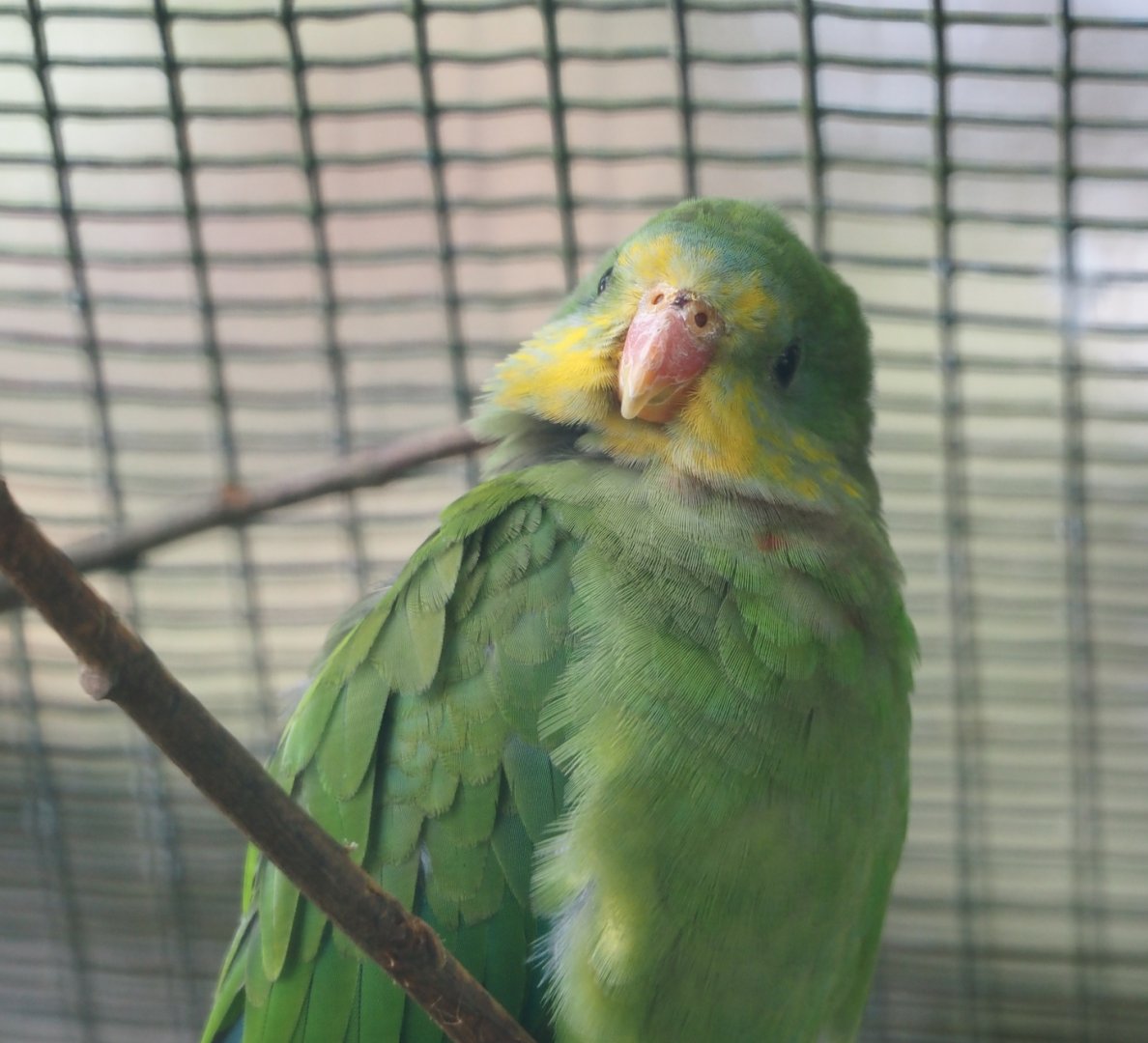 Superb parrot (Polytelis swainsonii), 2024-05-24