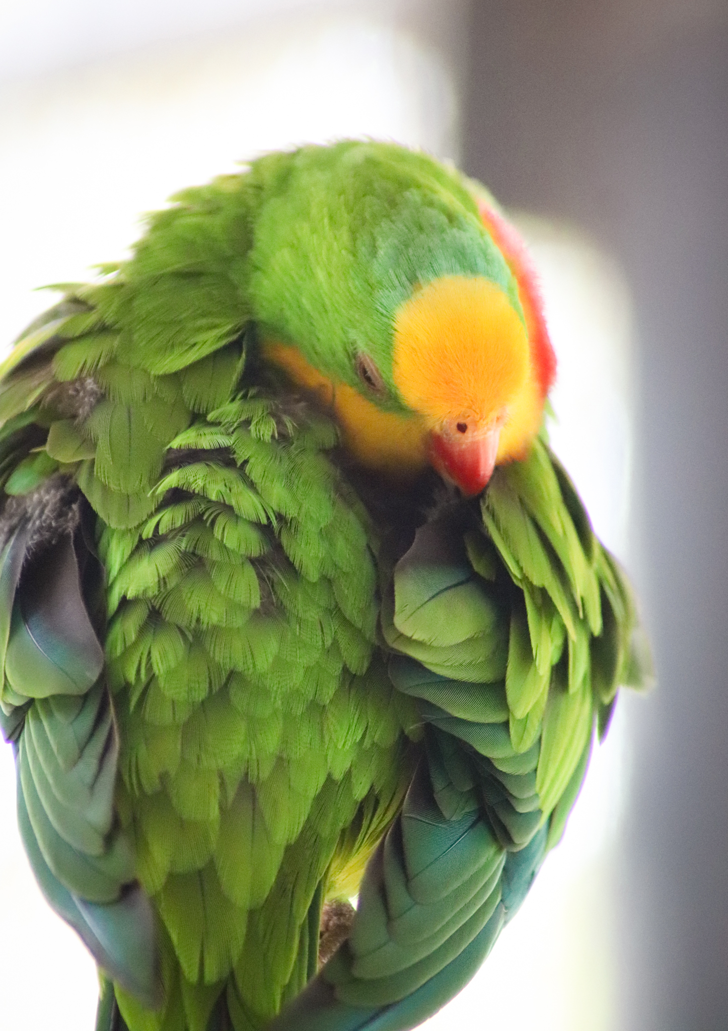 Superb Parrot (Polytelis swainsonii) - January 2020