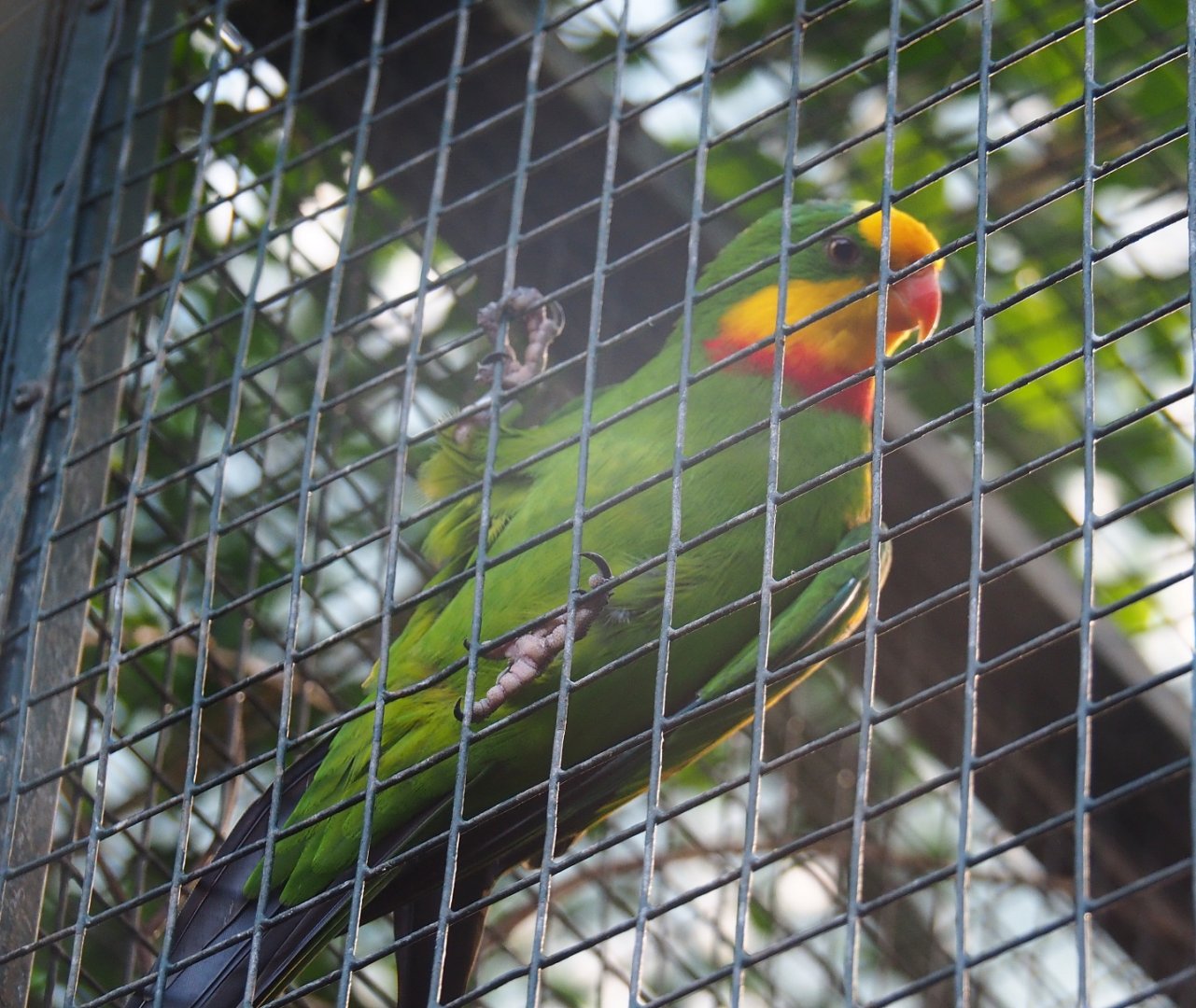 Superb parrot (Polytelis swainsonii), Sep 2nd, 2018