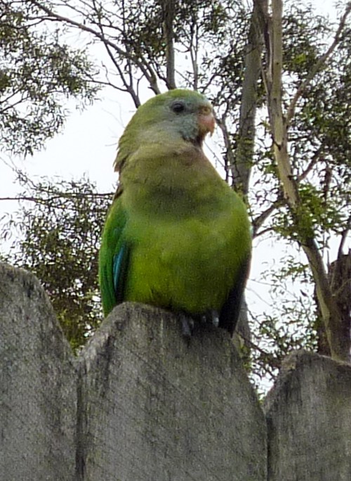 Superb Parrot (Polytelis swainsonii)