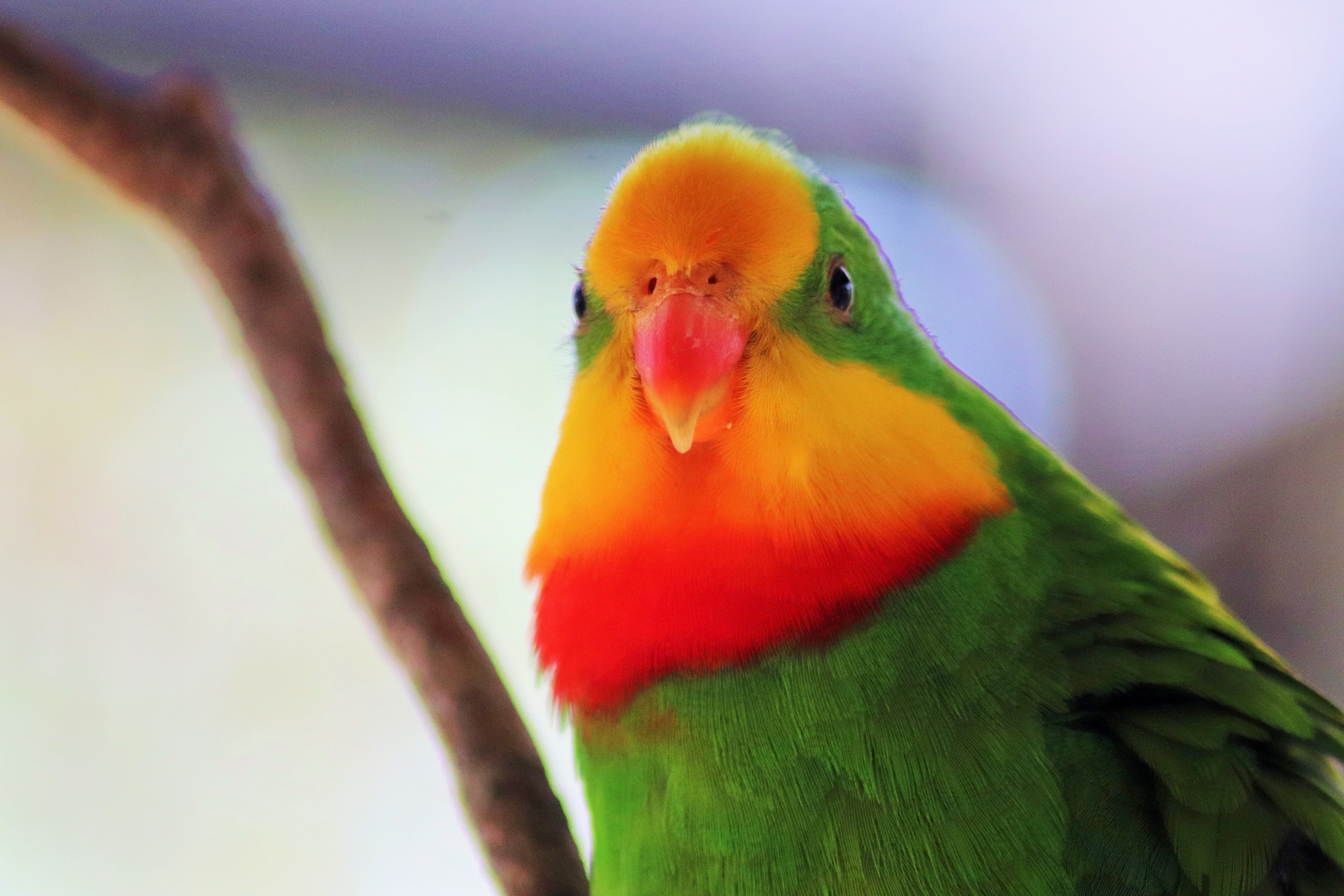 Superb Parrot (Polytelis swainsonii)
