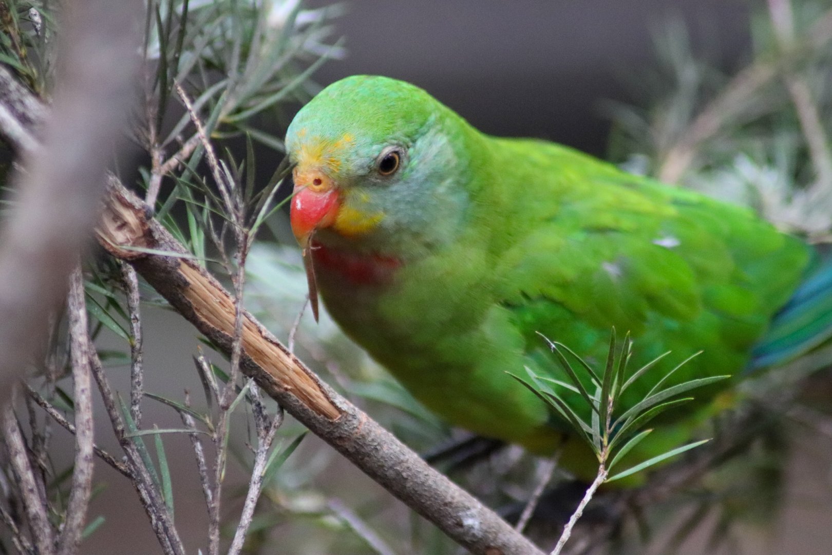 Superb Parrot (Polytelis swainsonii)