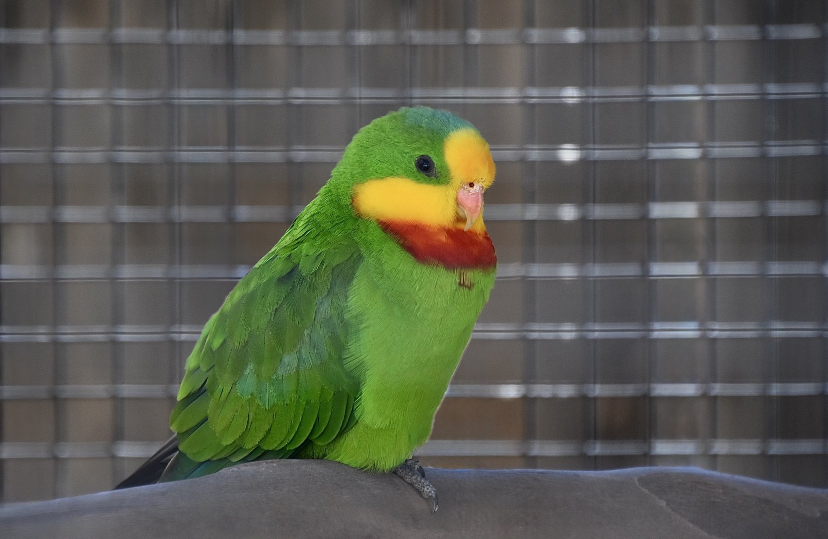Superb Parrot (Polytelis swainsonii)