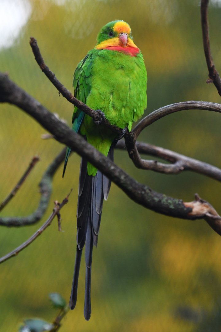 Superb parrot Polytelis swainsonii