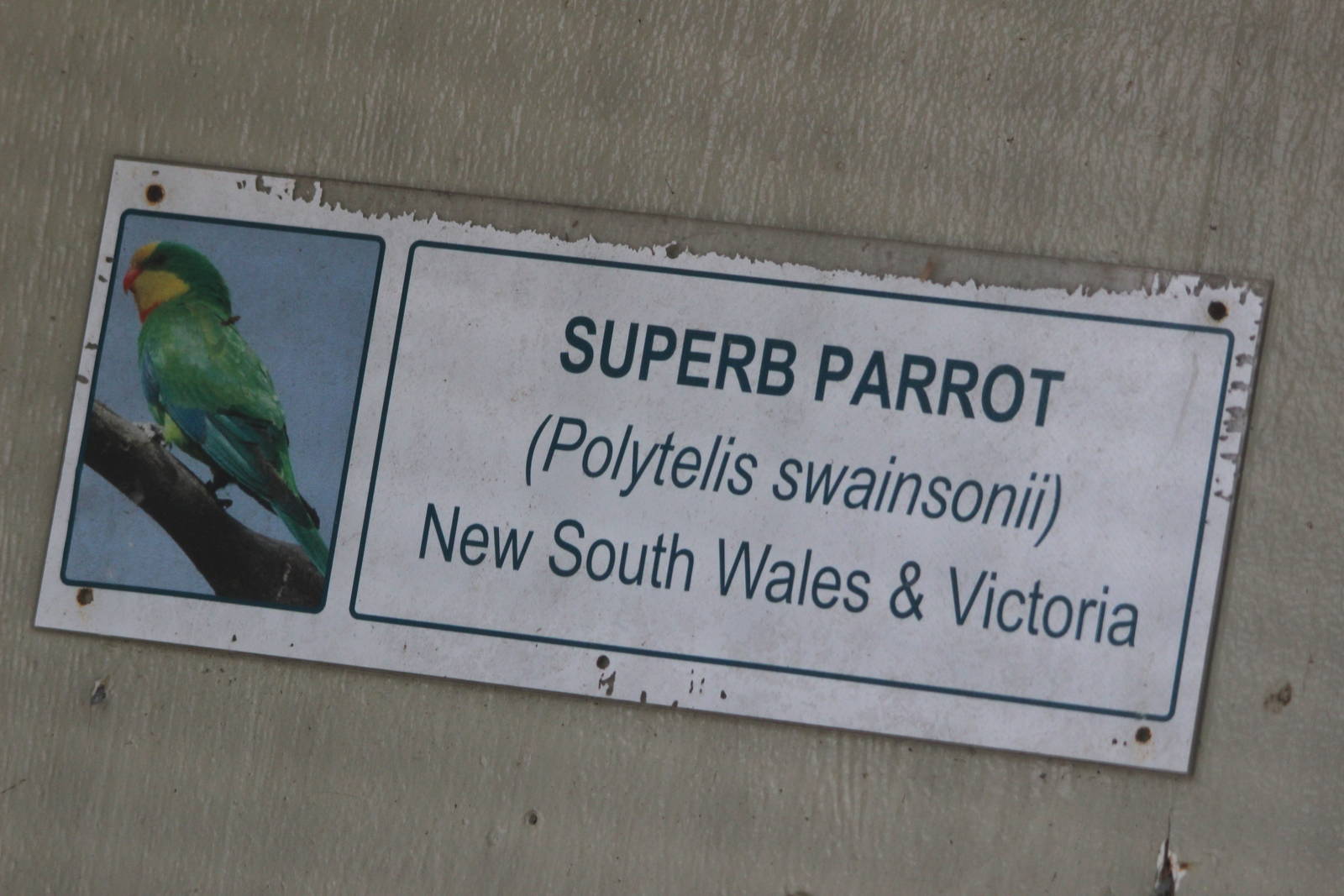 Superb Parrot sign, Riddiford Garden aviary