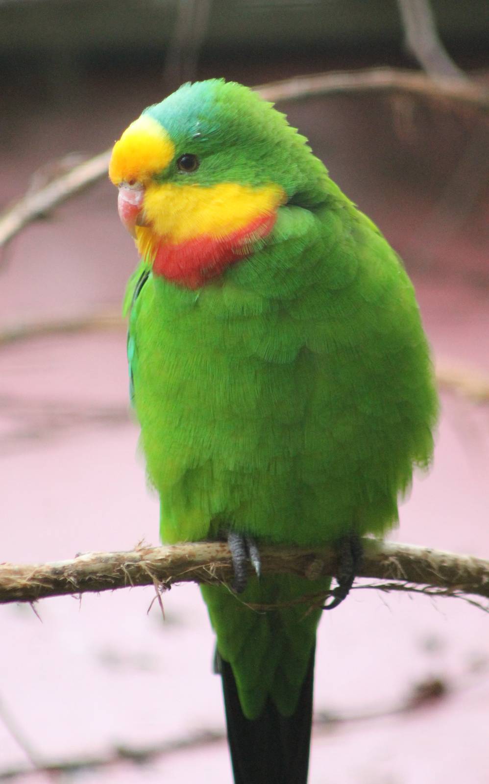 Superb parrot