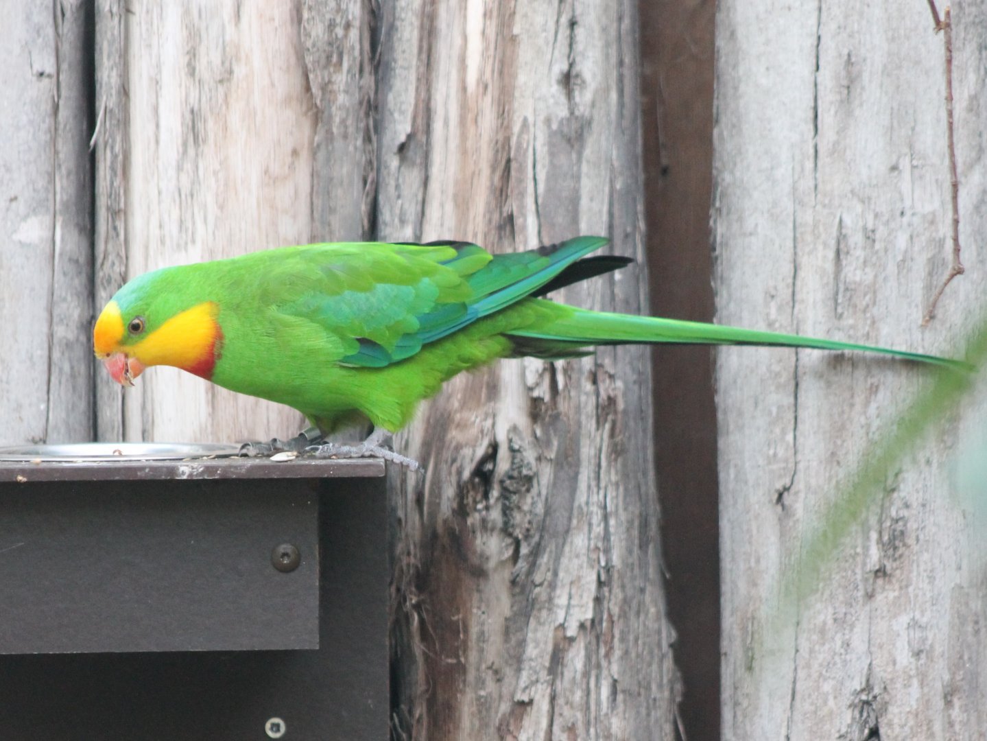Superb parrot