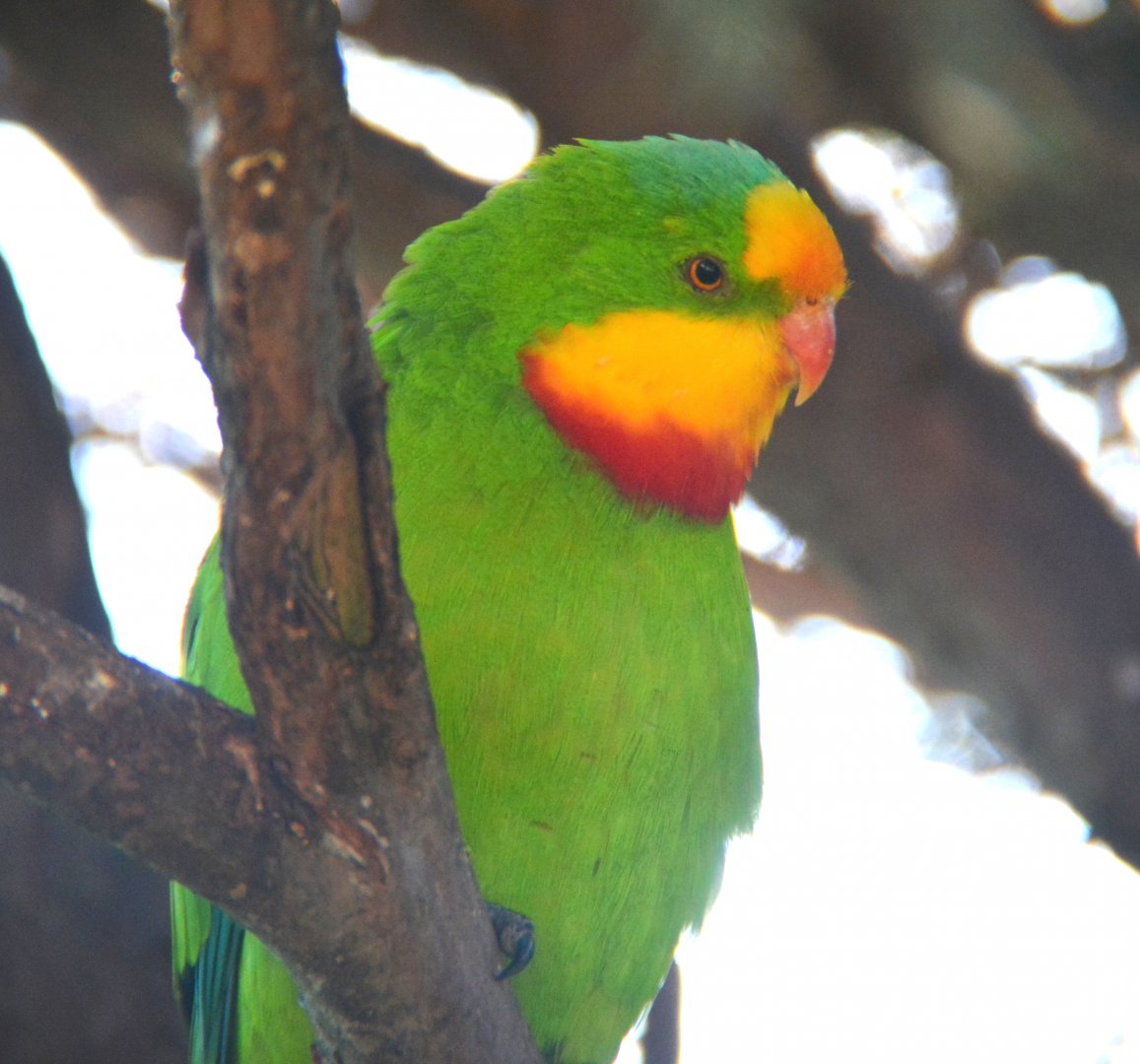 Superb parrot