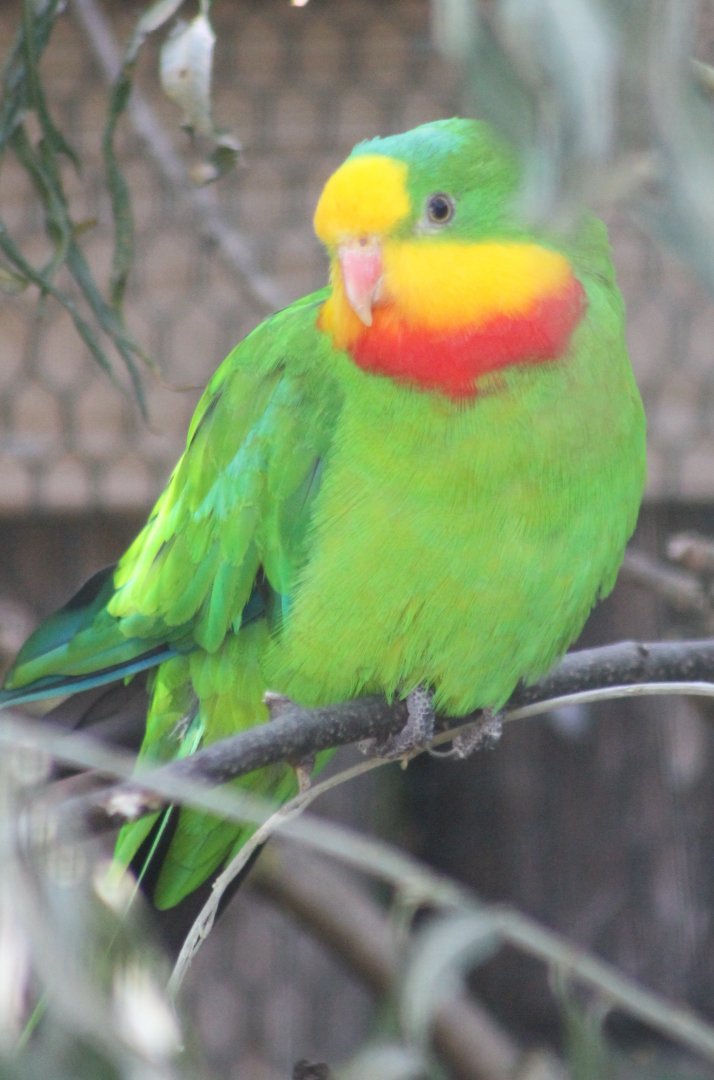 Superb parrot