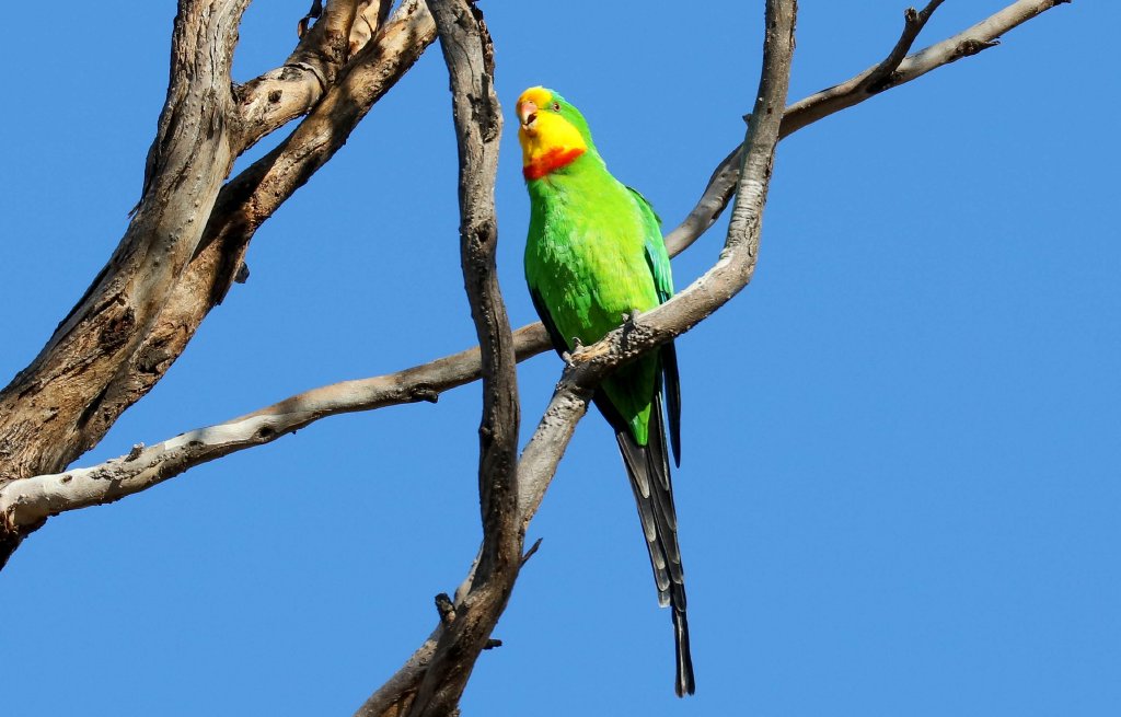 Superb Parrot