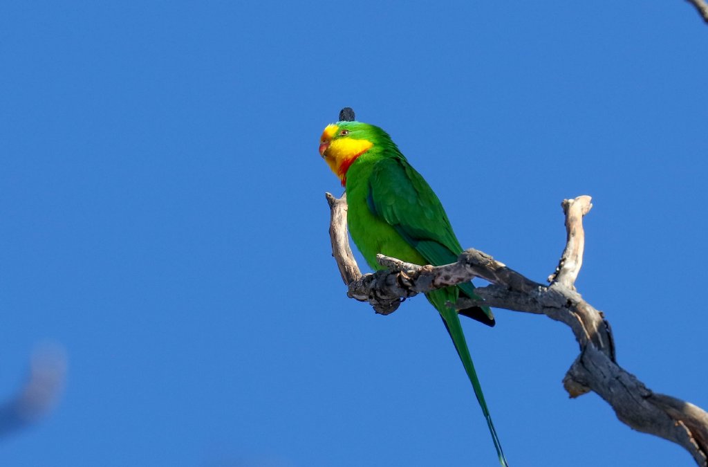Superb Parrot
