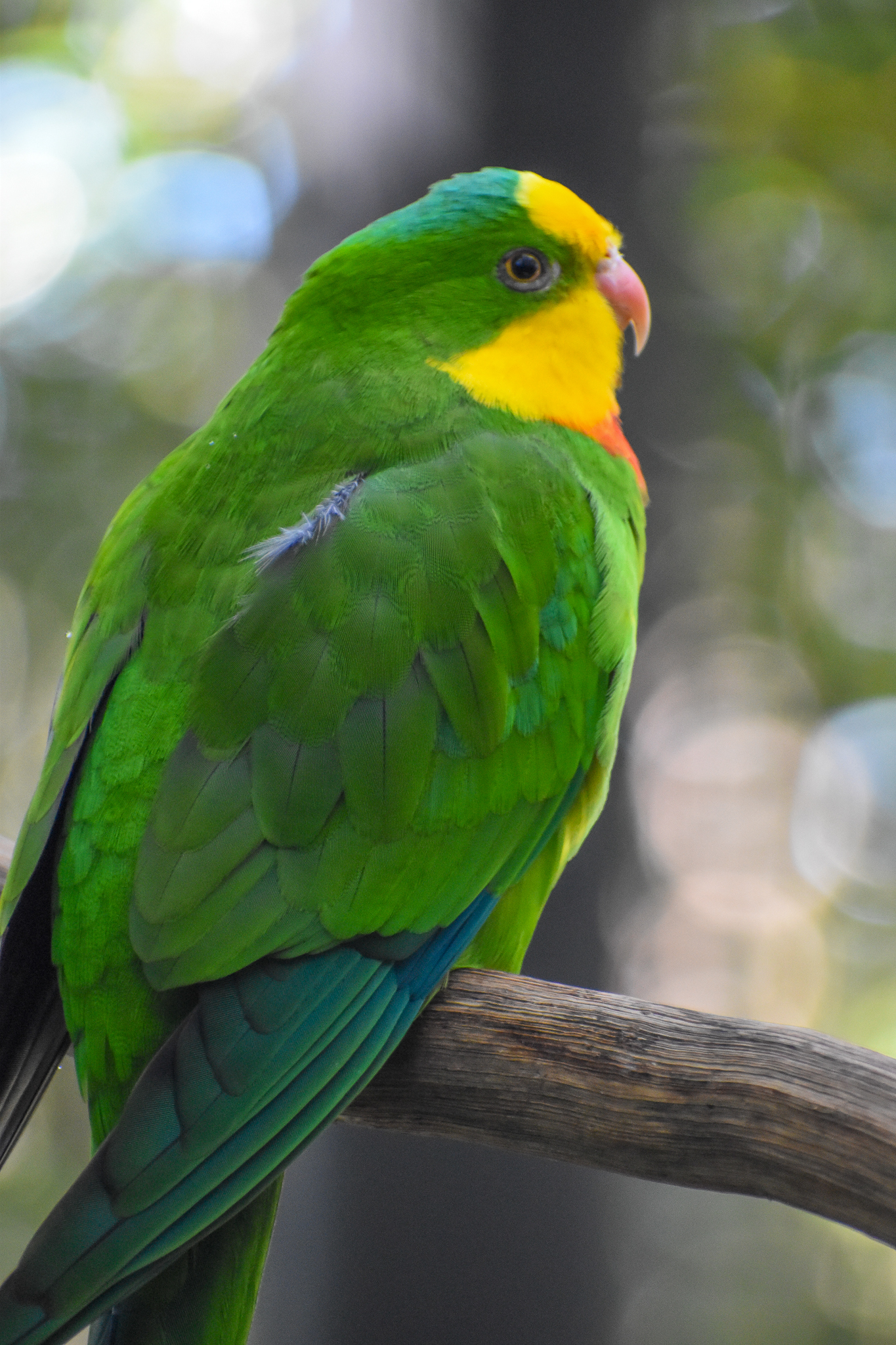 Superb Parrot