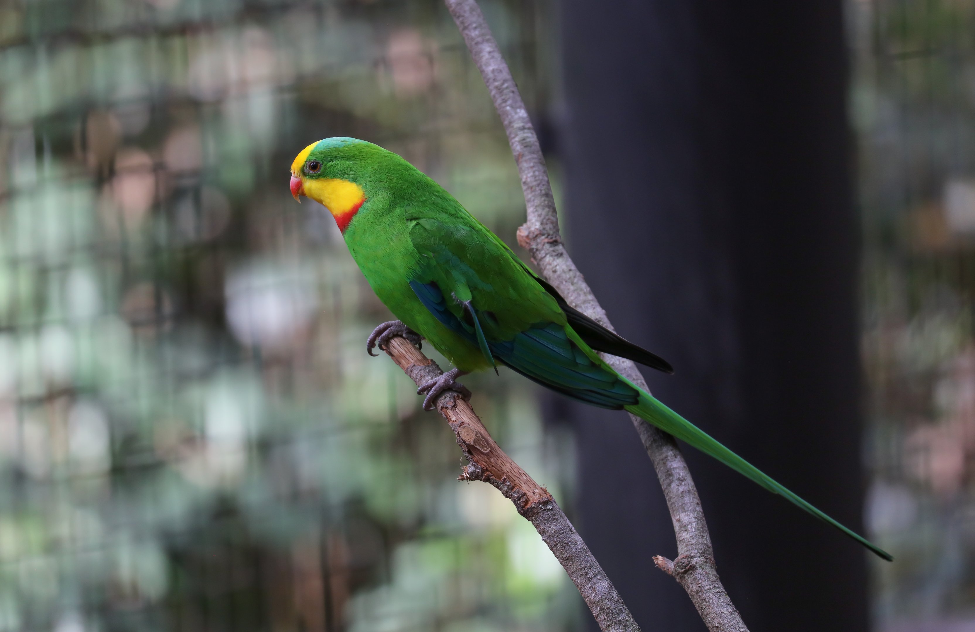 Superb Parrot