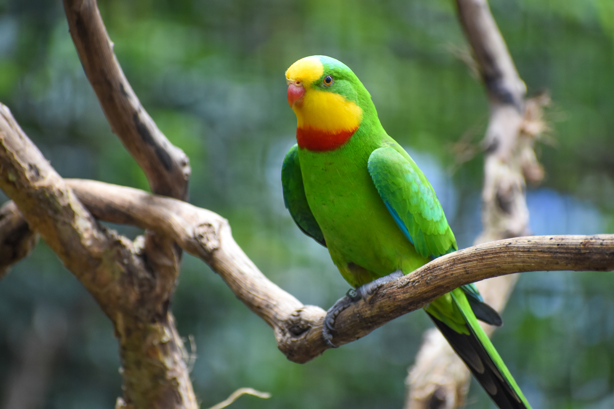 Superb Parrot