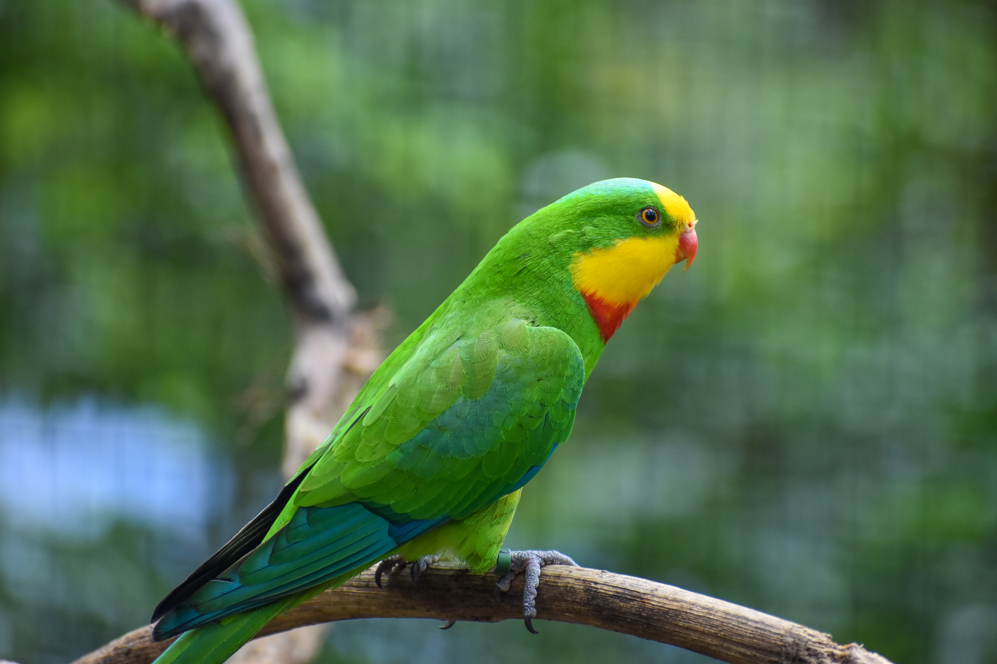 Superb Parrot
