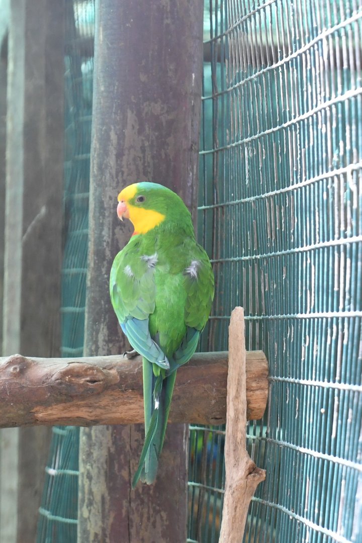 Superb Parrot