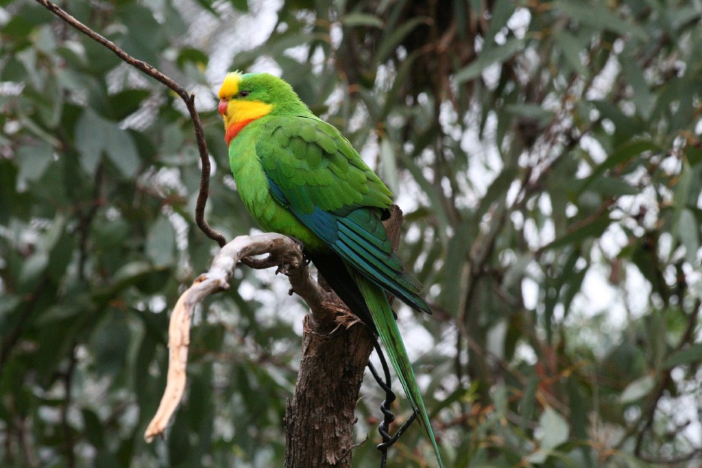 Superb Parrot