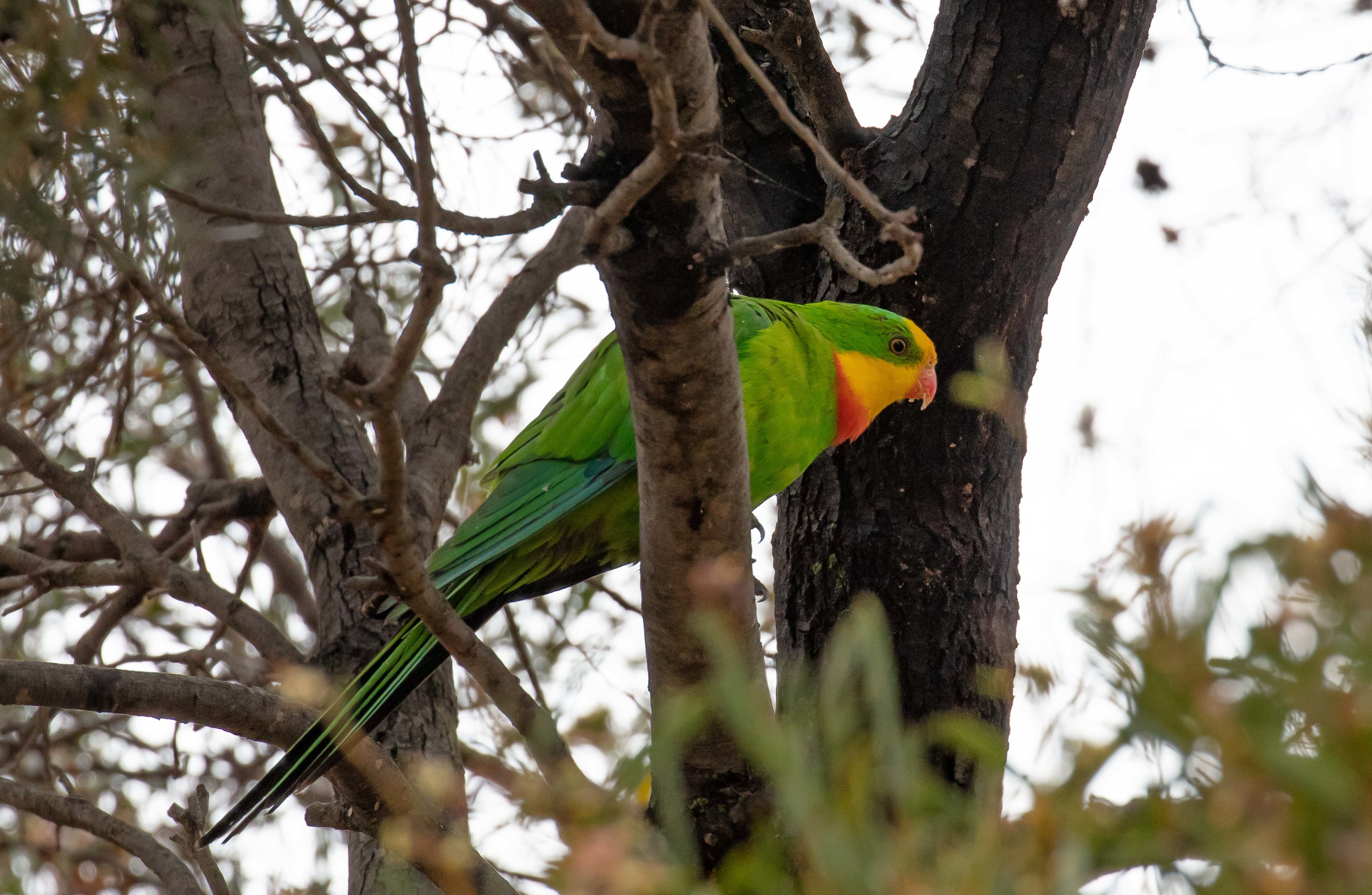 Superb Parrot